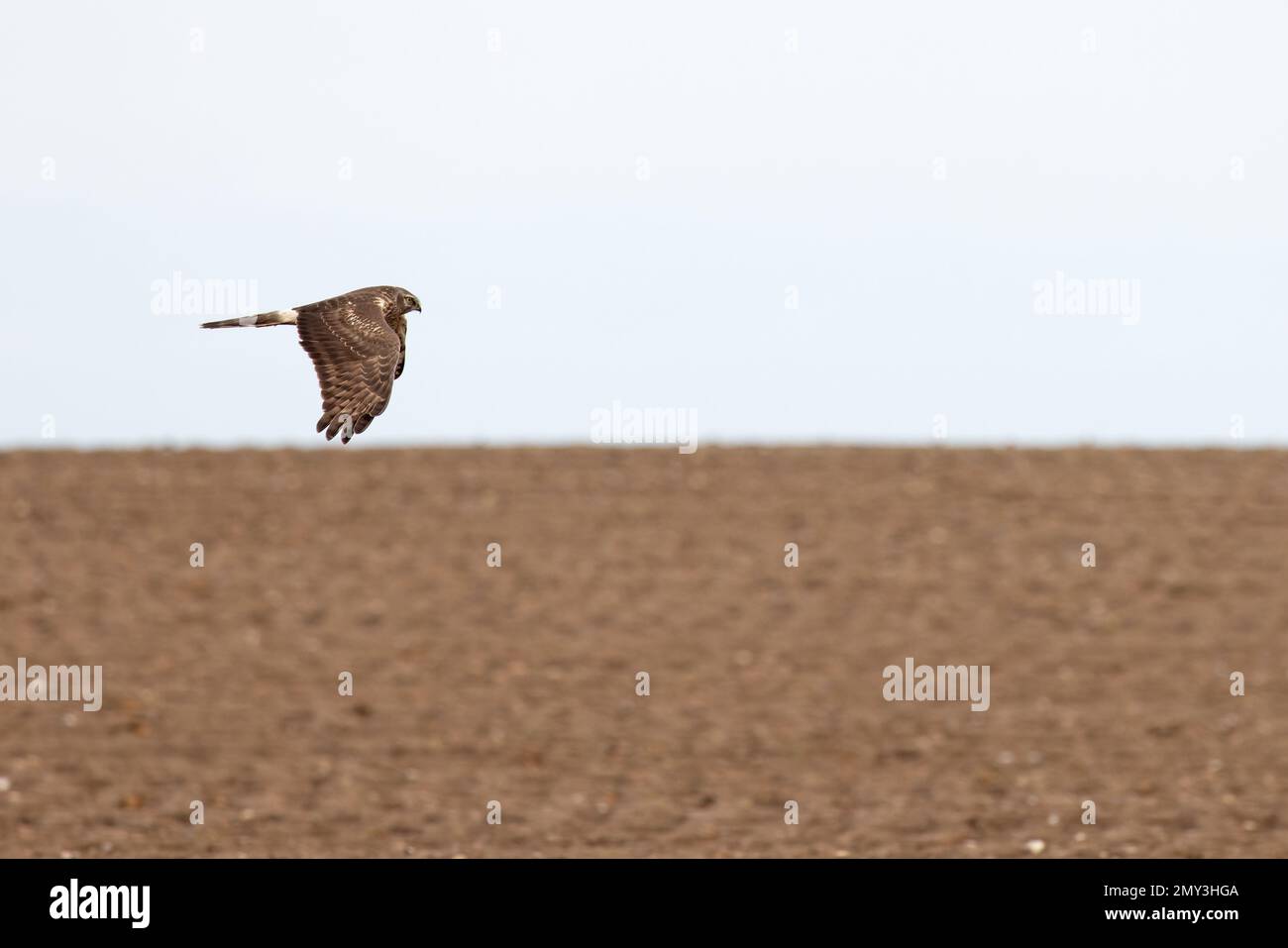 Huhn Harrier (Circus cyaneus) fliegende Jagd Weybourne Norfolk UK GB Februar 2023 Stockfoto