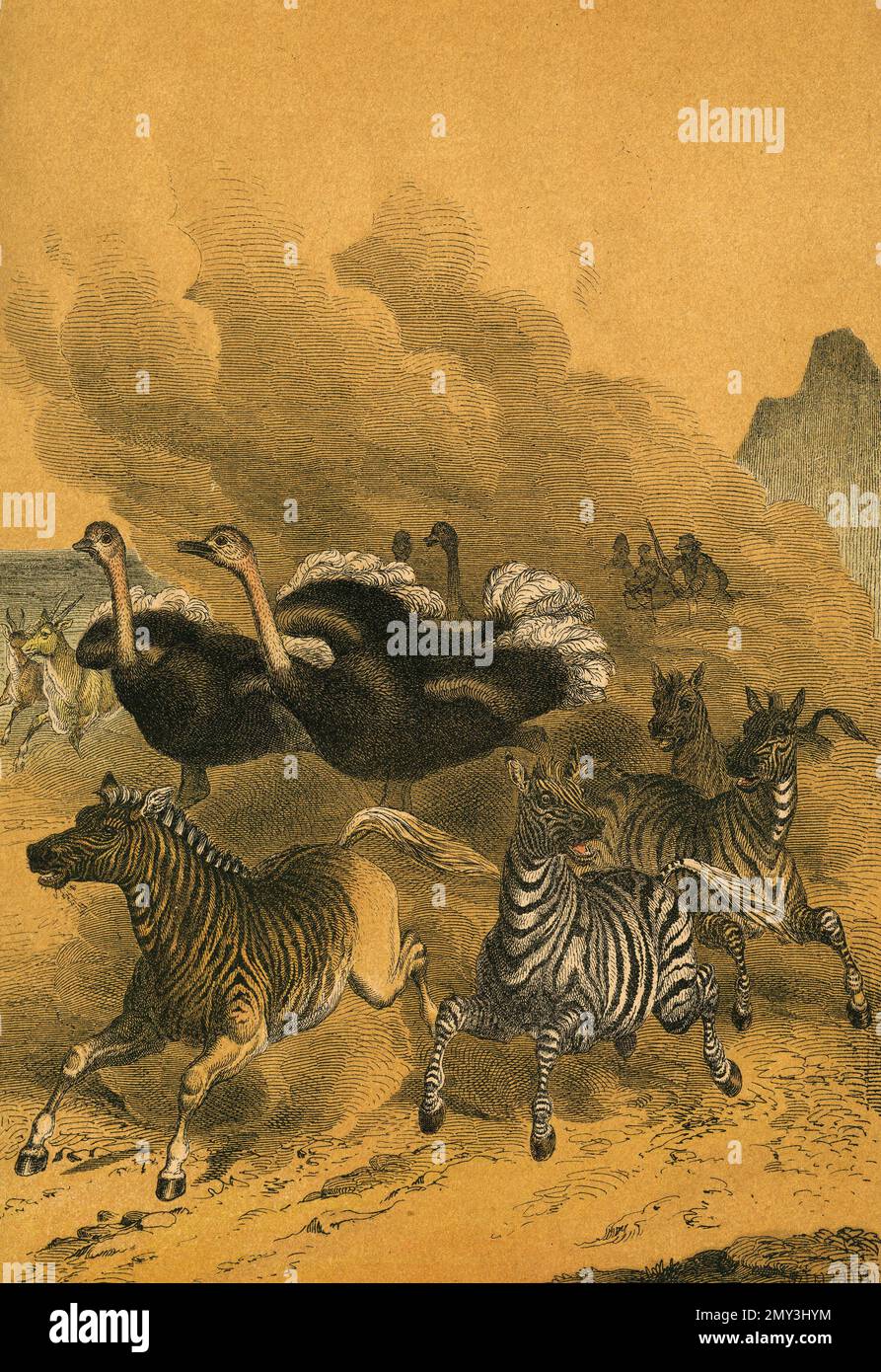 Tierwelt im südlichen Afrika: Eeland-Antelope, Quagga, Zebra und Strauß, Farbdarstellung, das lehrreiche Bilderbuch von Adam White, 1868 Stockfoto