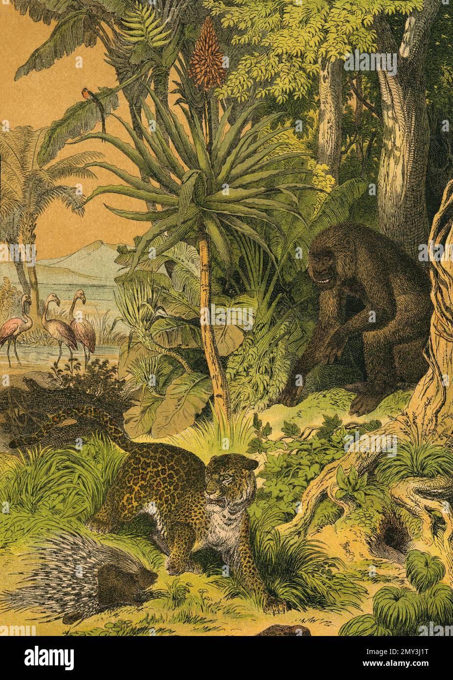 Tierwelt in Zentralafrika, Guinea: Gorilla, Leopard, Stachelschwein, Flamingo und Paradise Finch, Farbillustration, das lehrreiche Bilderbuch von Adam White, 1868 Stockfoto