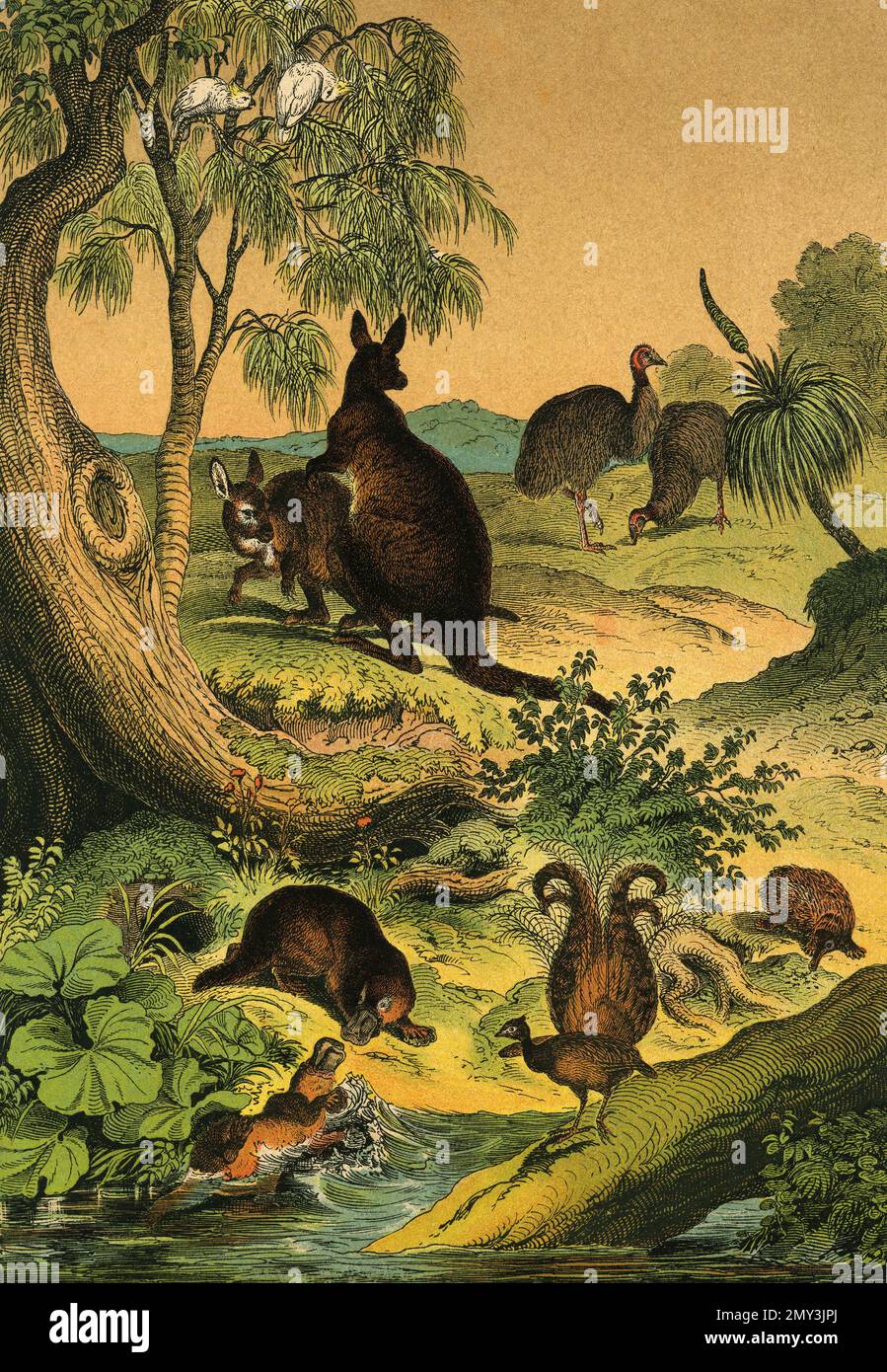 Tierwelt in Australien: Entenschnabeltier, Stachelameisenfresser, Lyre-Vogel, Emu und Känguru, Farbdarstellung, Das lehrreiche Bilderbuch von Adam White, 1868 Stockfoto