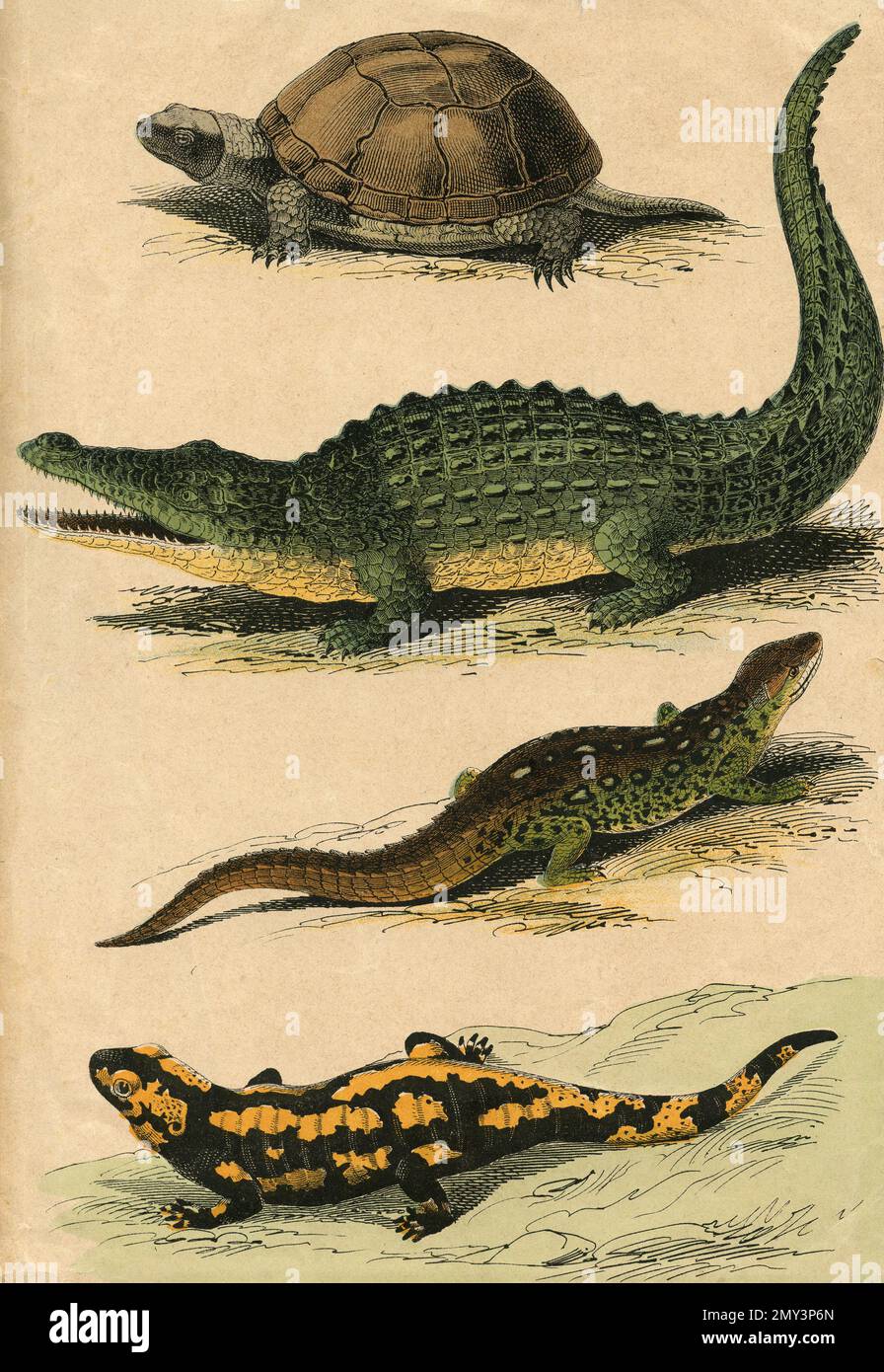 Tierwelt, Reptilien: Schildkröte, Krokodil, Eidechse, Salamander, Farbdarstellung, 1800er Stockfoto