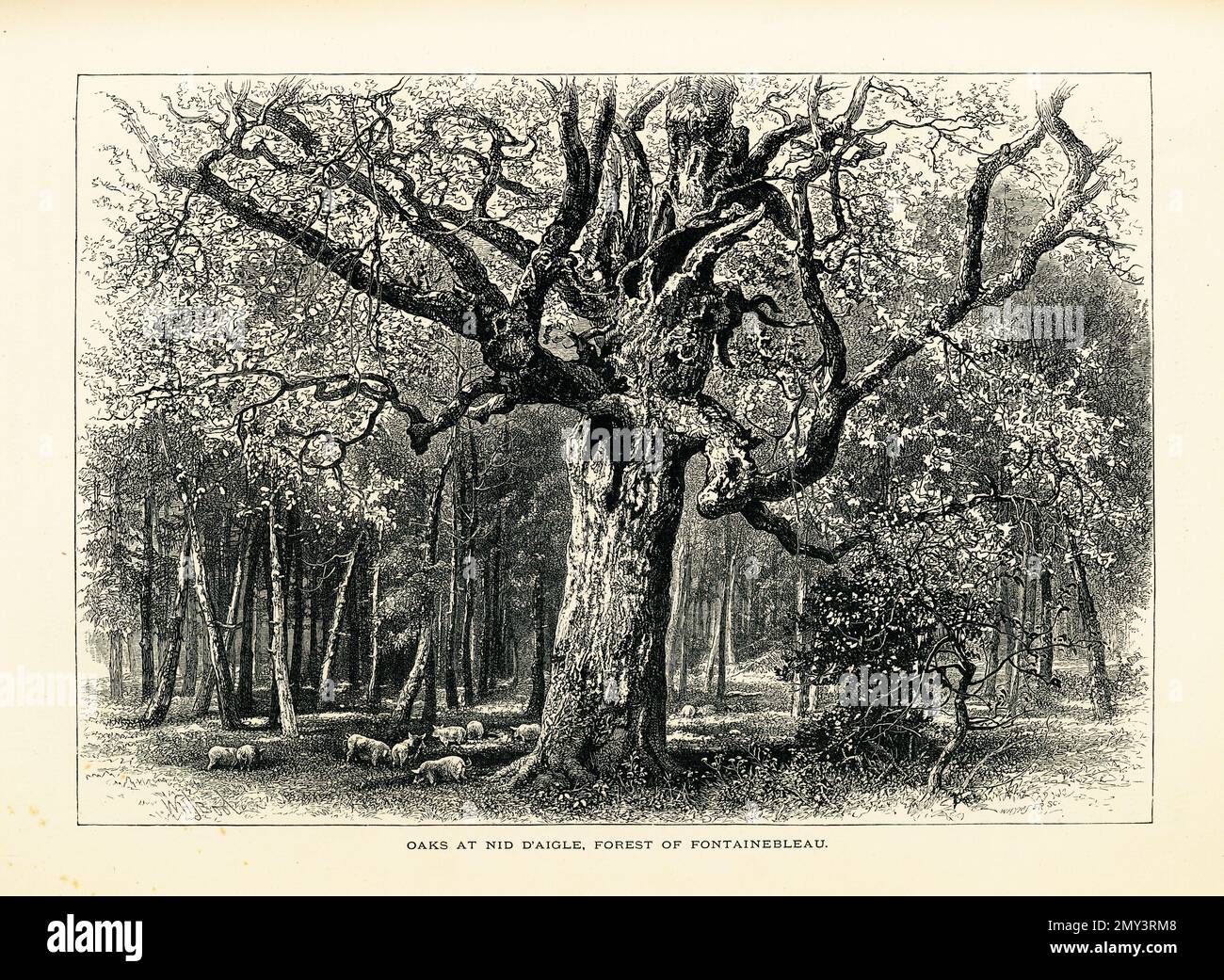 Antikes Bild der Eichen im Wald von Fontainebleau, sechzig Kilometer südöstlich von Paris, Frankreich. Die Gravur wurde in Picturesq veröffentlicht Stockfoto