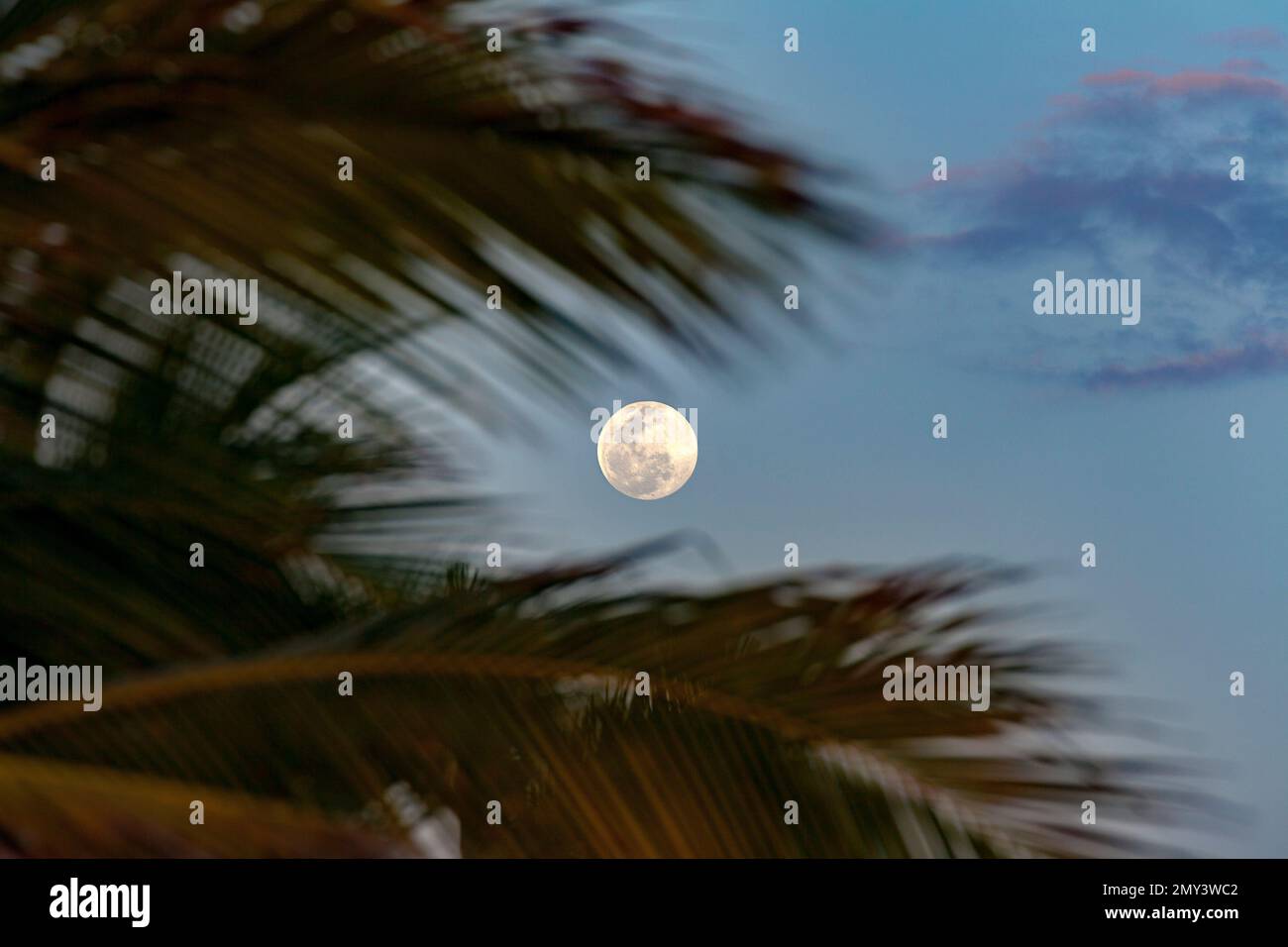 Der Mond, gesehen durch Palmenwedel, Campeche, Yucatán Halbinsel, Mexiko Stockfoto
