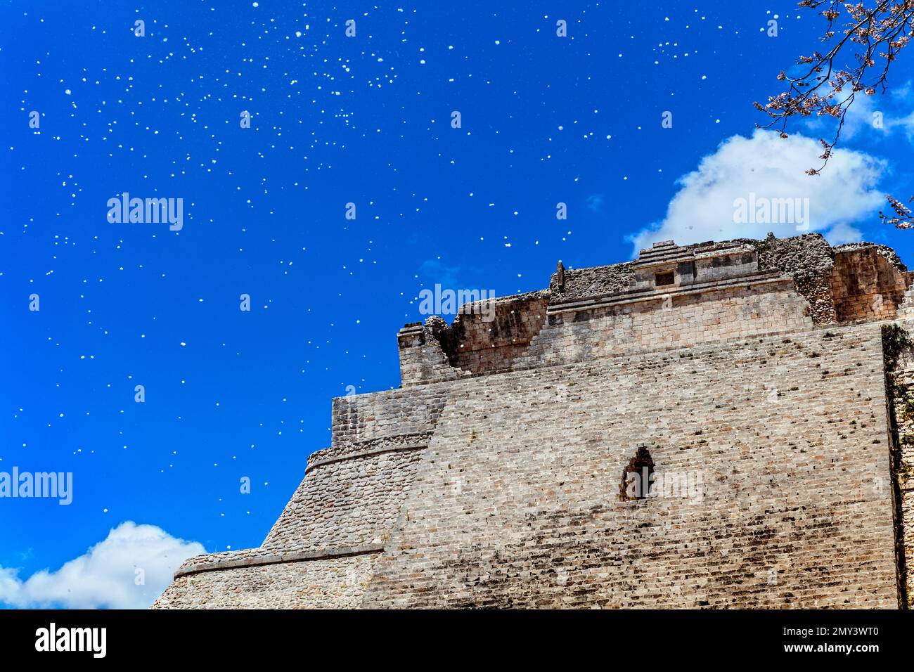 Windgeblasener Kapok an der Pyramide des Zauberers, Uxmal, Yucatan Stockfoto