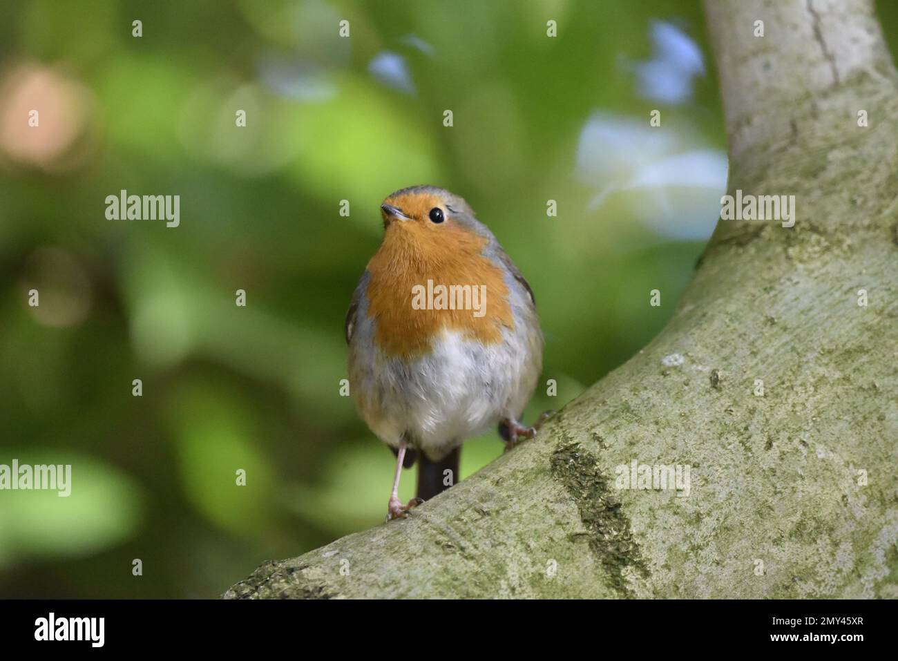 Europäisches Robin (Erithacus rubecula) am unteren Ende des gekrümmten Baumzweigs mit Blick auf die obere linke Ecke des Bildes vor einem grünen Bokeh-Hintergrund Stockfoto