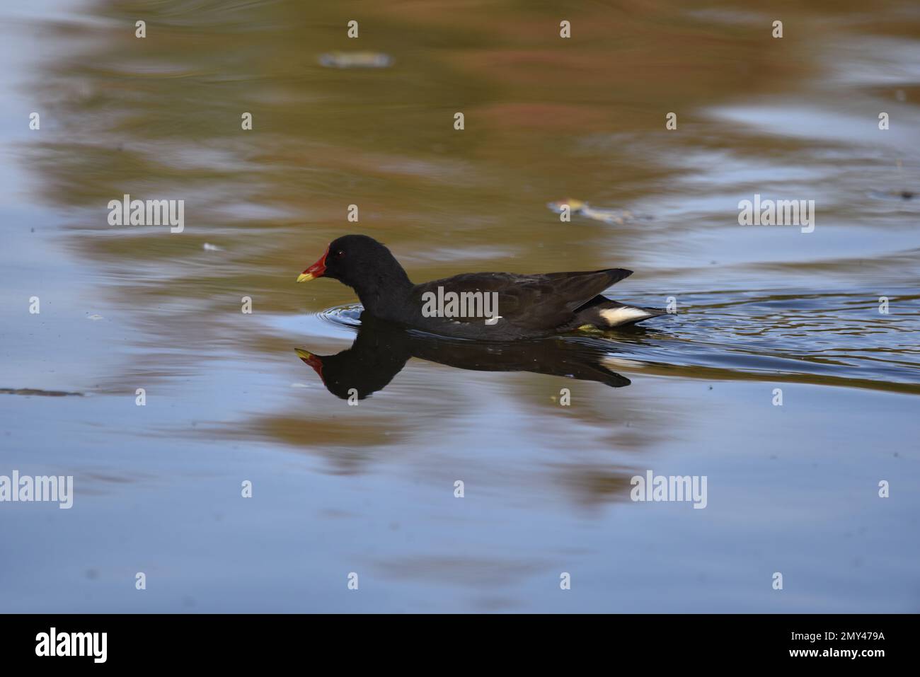 Gemeiner Moorhen (Gallinula chloropus) schwimmt von rechts nach links im Wellenwasser in der Mitte des Bilds, aufgenommen in Großbritannien im Oktober Stockfoto