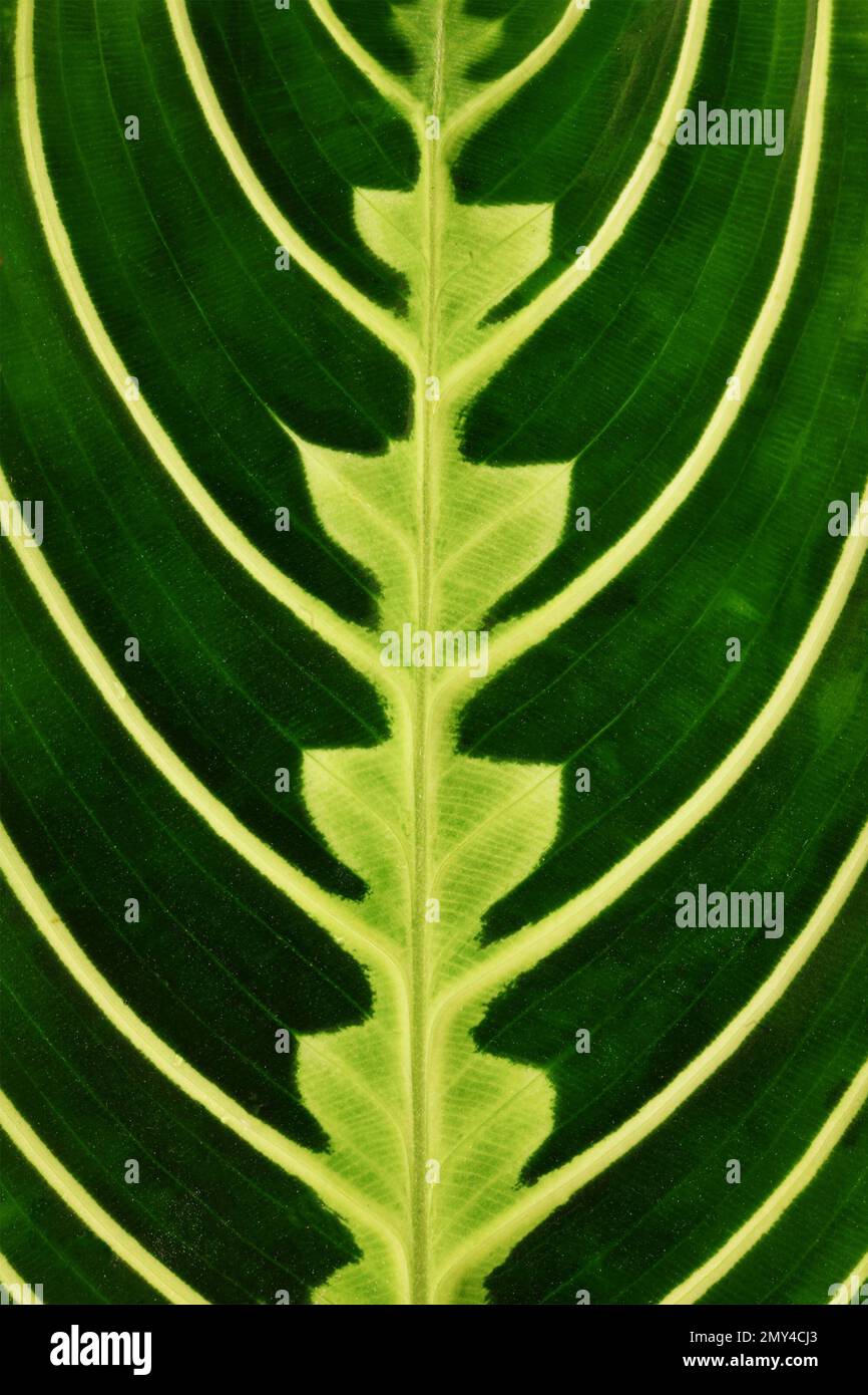 Nahaufnahme der grünen Adern-Tropenpflanze „Maranta Leuconeura Lemon Lime“ Stockfoto