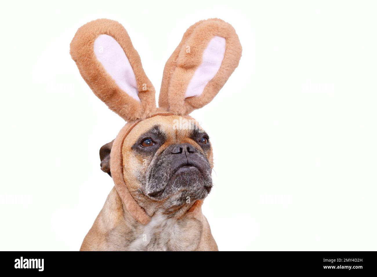 Französische Bulldogge Hund trägt Osterhase Kostüm Ohren Stirnband auf weißem Hintergrund Stockfoto