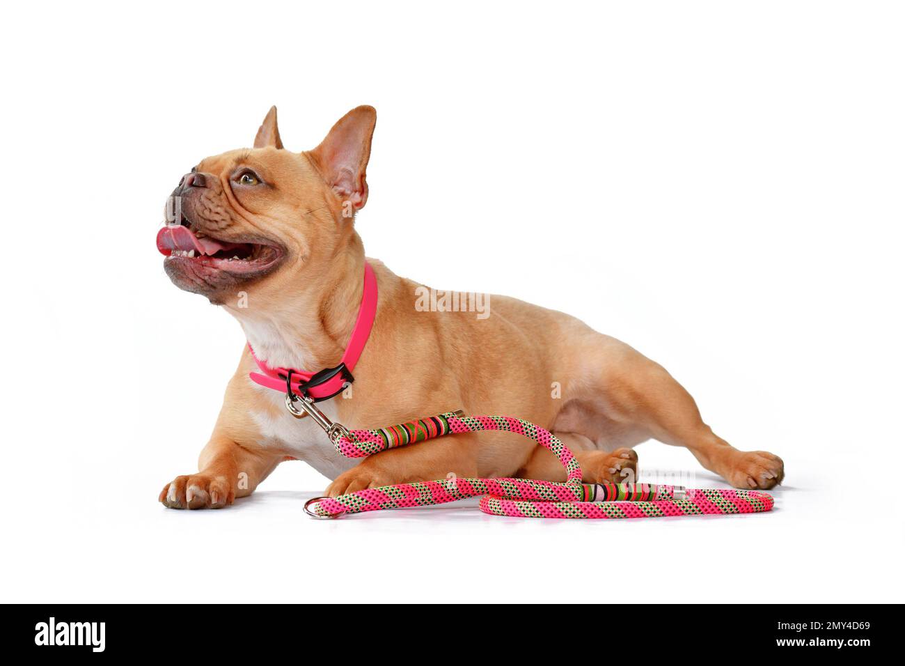 Rot-fawn Französisch Bulldogge Hund trägt rosa Kragen mit Seil Leine auf weißem Hintergrund Stockfoto