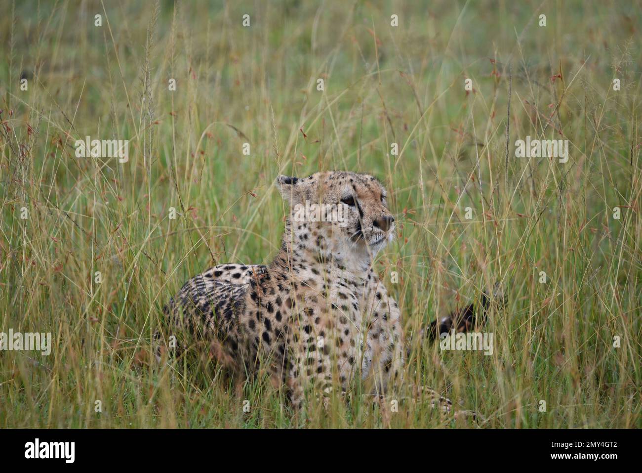 Geparden im Masai Mara National Reserve in Kenia Stockfoto