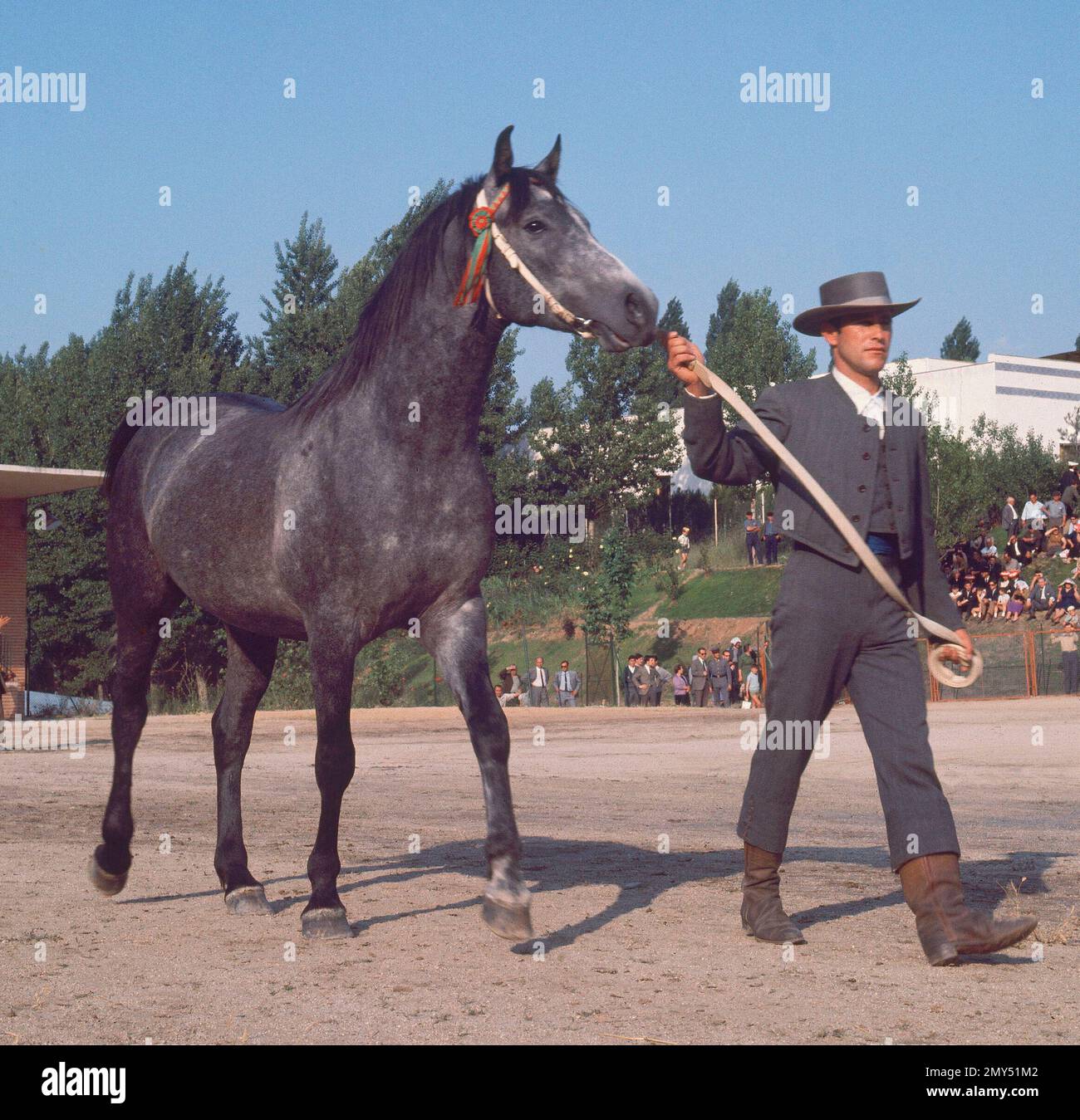 CABALLO DE RAZA ESPANOLA. LAGE: FERIA DEL CAMPO. CASA DE CAMPO. MADRID. SPANIEN. Stockfoto