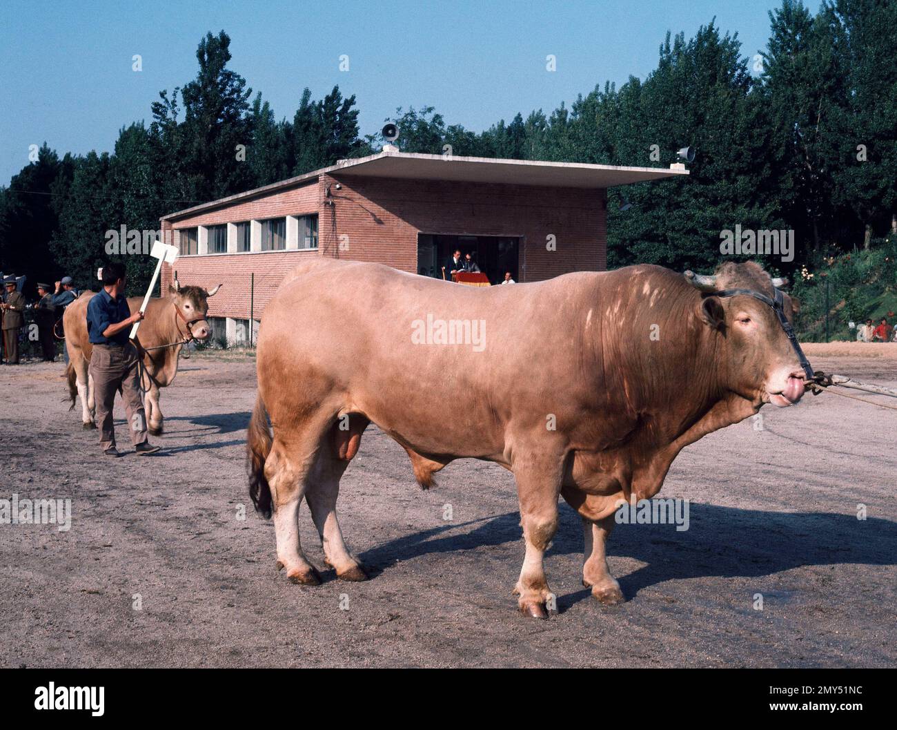 TORO PIRENAICO. LAGE: FERIA DEL CAMPO. CASA DE CAMPO. MADRID. SPANIEN. Stockfoto