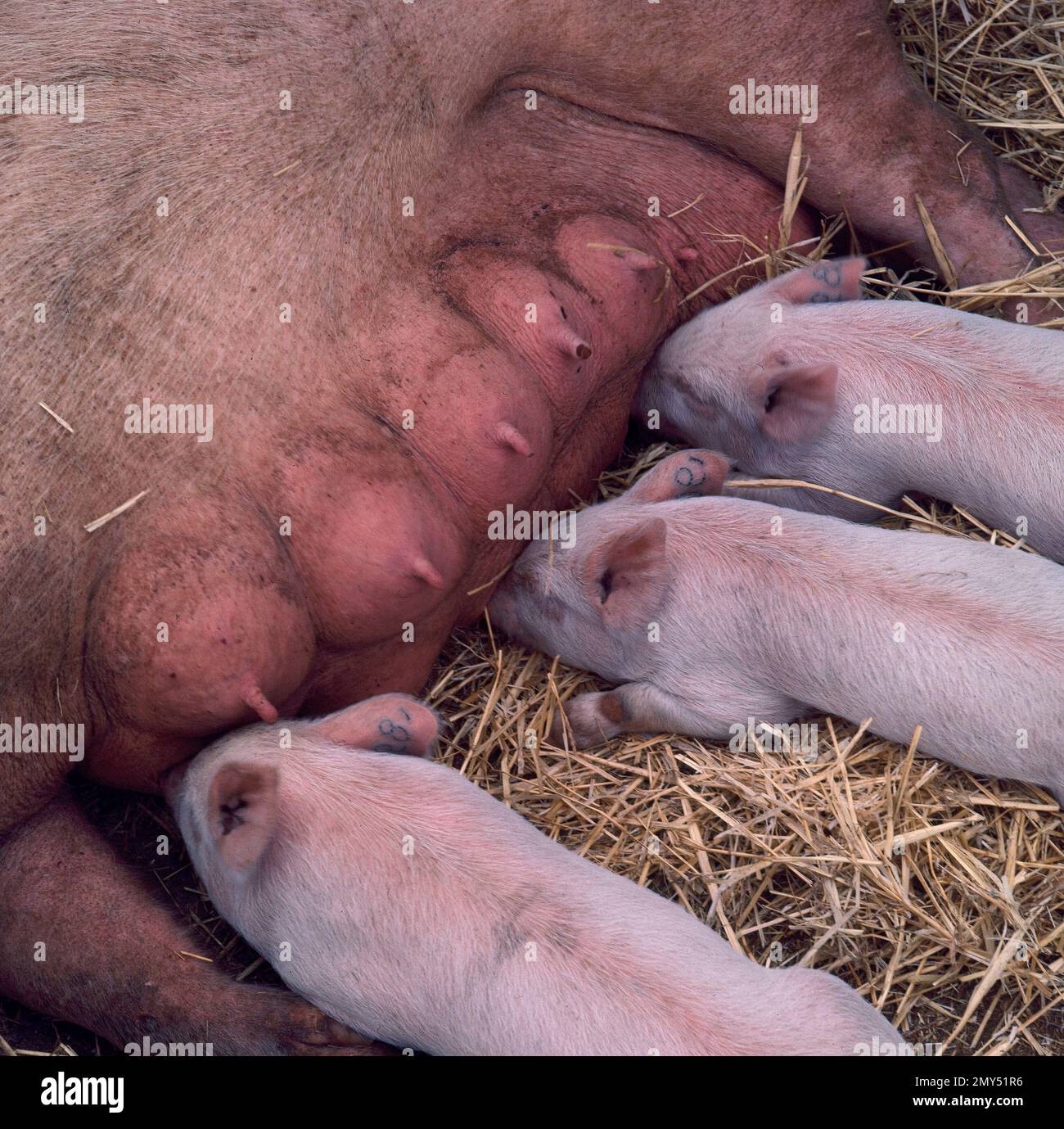 CERDA AMAMANTANDO LECHONES. LAGE: FERIA DEL CAMPO. CASA DE CAMPO. MADRID. SPANIEN. Stockfoto