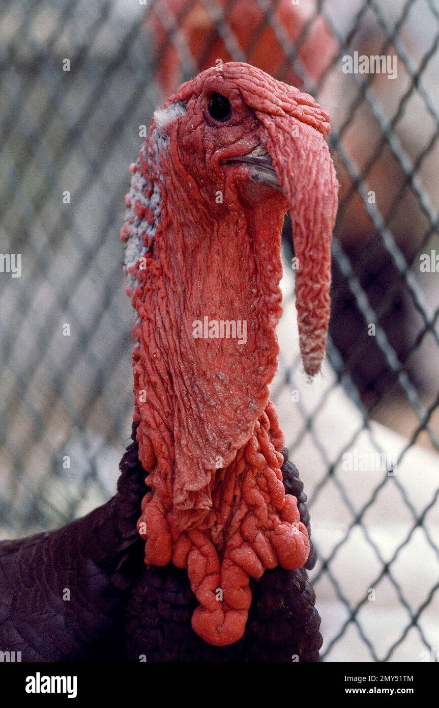 PAVO DE RAZA MAMUT BRONCEADA. LAGE: FERIA DEL CAMPO. CASA DE CAMPO. MADRID. SPANIEN. Stockfoto