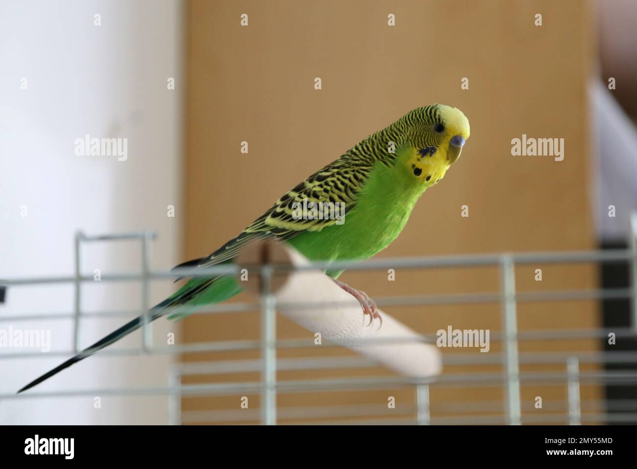 Budgie auf einer Barsche auf dem Käfig Stockfoto