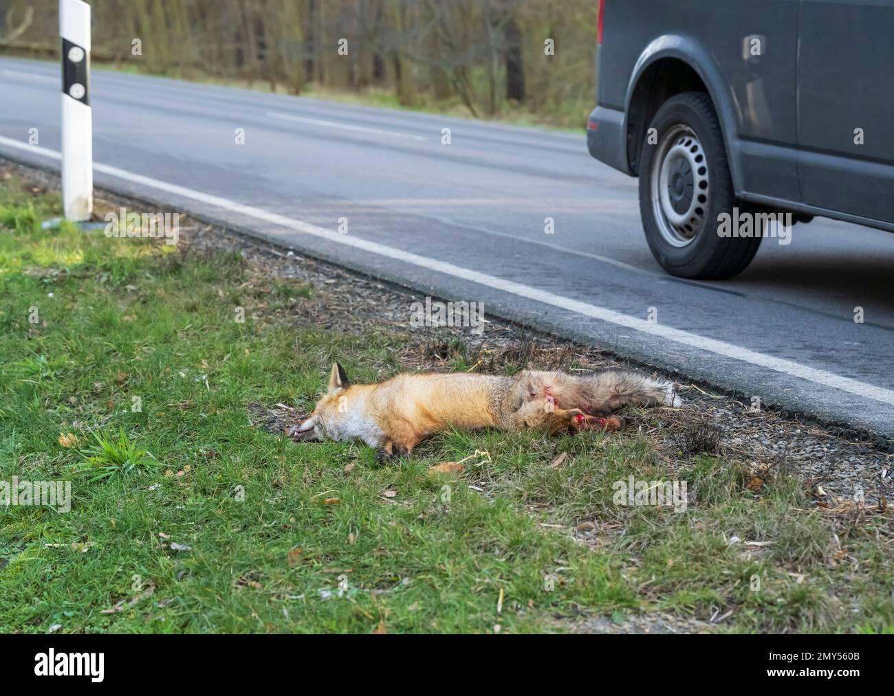 Ein Fuchs wurde Opfer des Straßenverkehrs Stockfoto