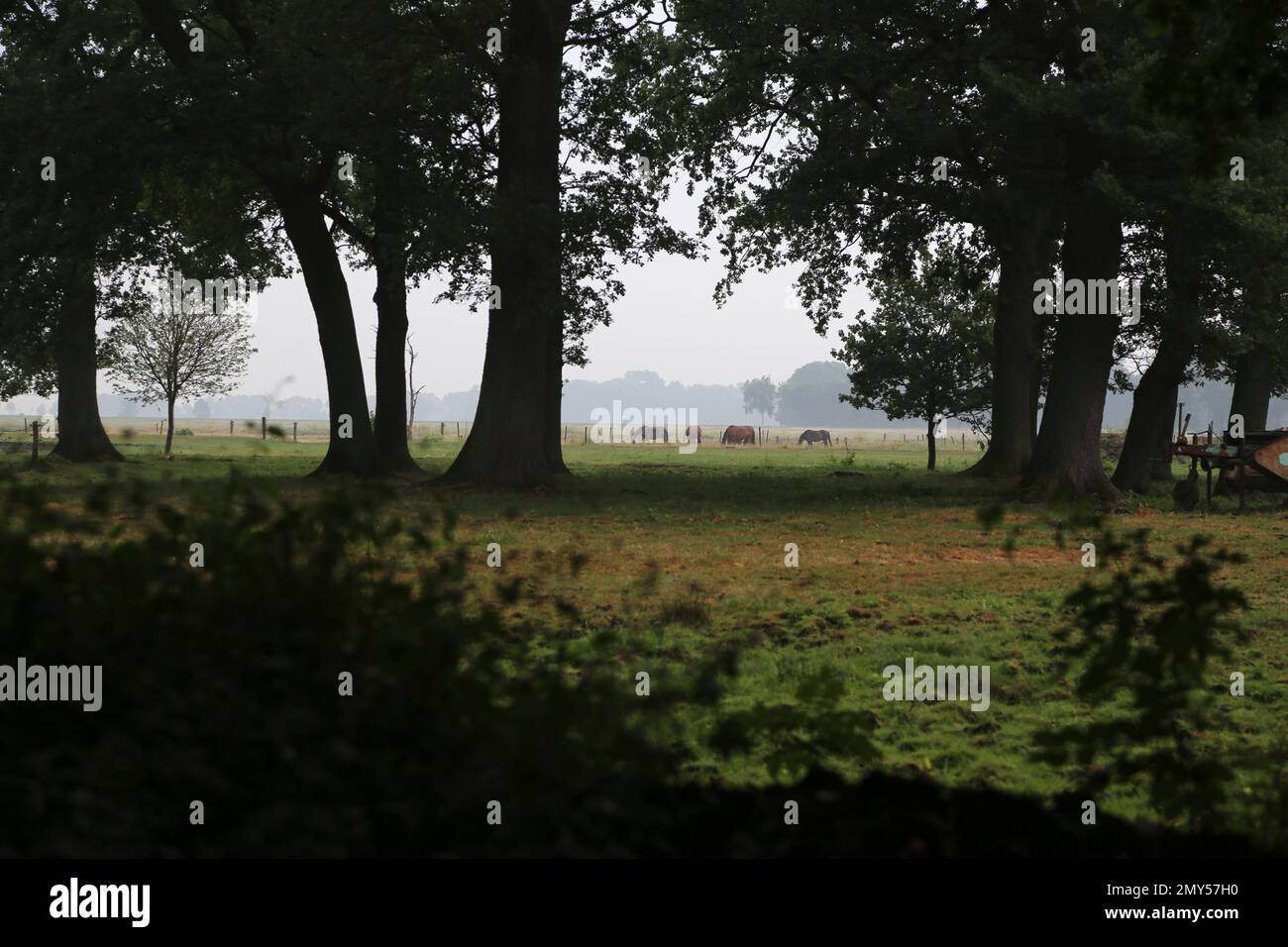 Herbstlandschaft bei Sonnenaufgang mit Nebel Stockfoto