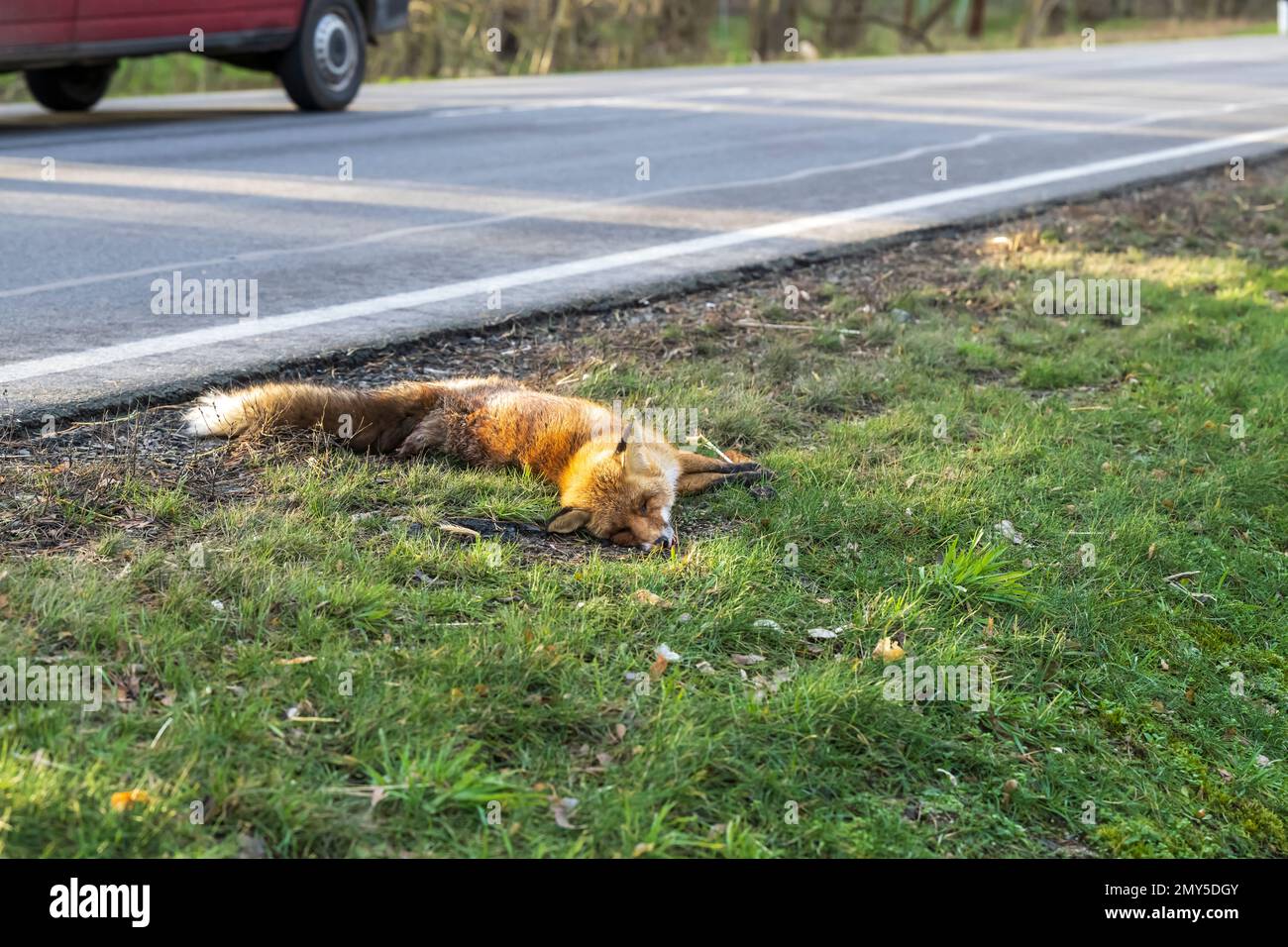 Ein weiterer Fuchs, der im Straßenverkehr ums Leben kam Stockfoto