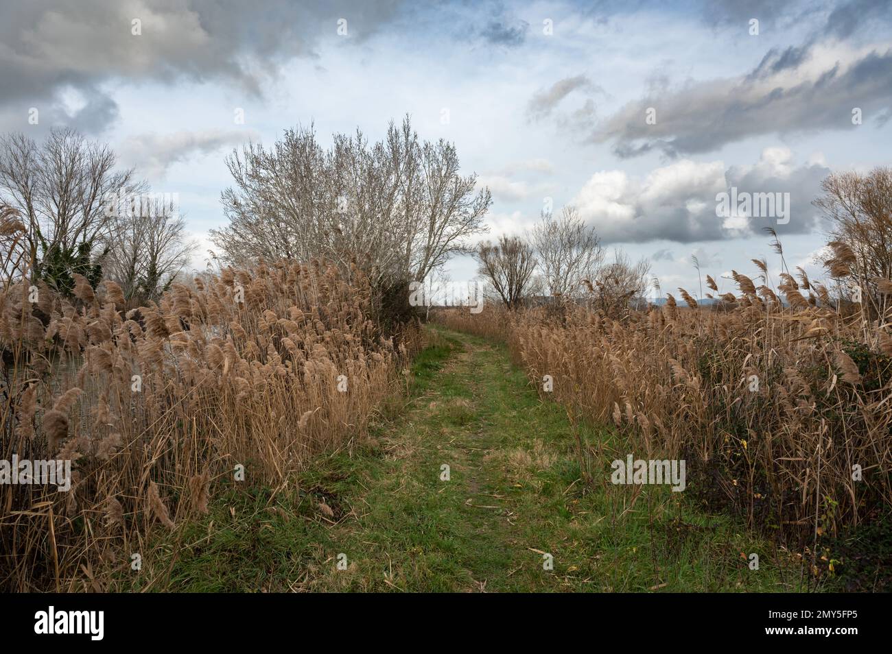 Schilf, Gräser und Bäume vor blauem Himmel im Naturschutzgebiet Beauchamp, Arles, Provence, Frankreich Stockfoto