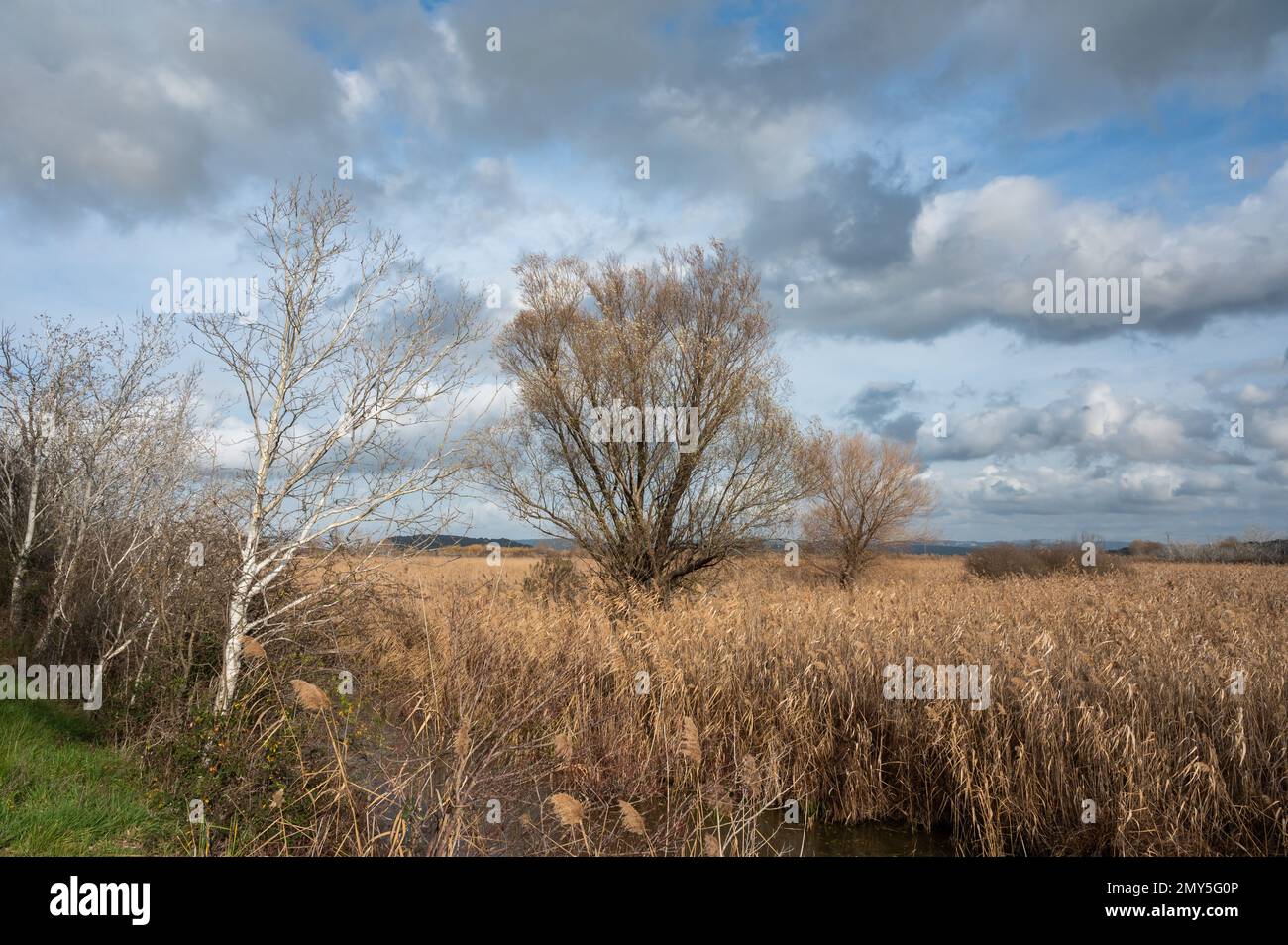Schilf, Gräser und Bäume vor blauem Himmel im Naturschutzgebiet Beauchamp, Arles, Provence, Frankreich Stockfoto