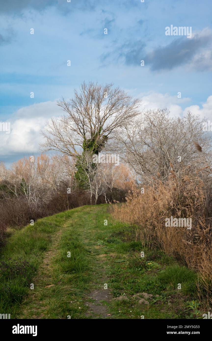 Schilf, Gräser und Bäume vor blauem Himmel im Naturschutzgebiet Beauchamp, Arles, Provence, Frankreich Stockfoto
