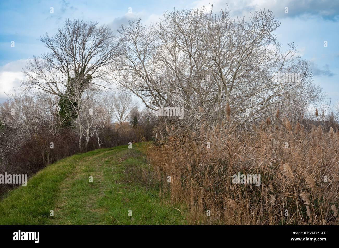 Schilf, Gräser und Bäume vor blauem Himmel im Naturschutzgebiet Beauchamp, Arles, Provence, Frankreich Stockfoto