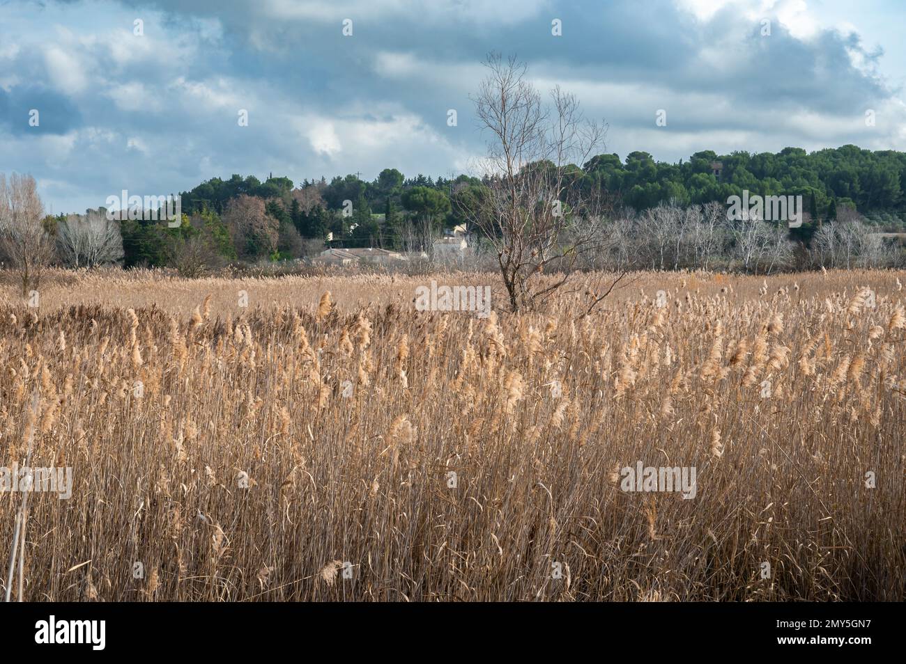 Schilf, Gräser und Bäume vor blauem Himmel im Naturschutzgebiet Beauchamp, Arles, Provence, Frankreich Stockfoto