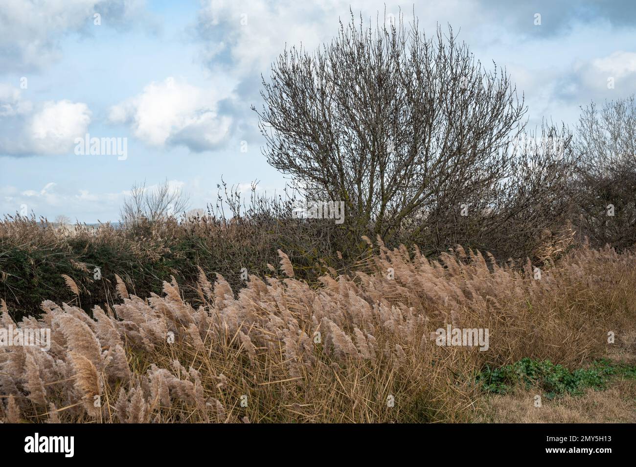 Schilf, Gräser und Bäume vor blauem Himmel im Naturschutzgebiet Beauchamp, Arles, Provence, Frankreich Stockfoto