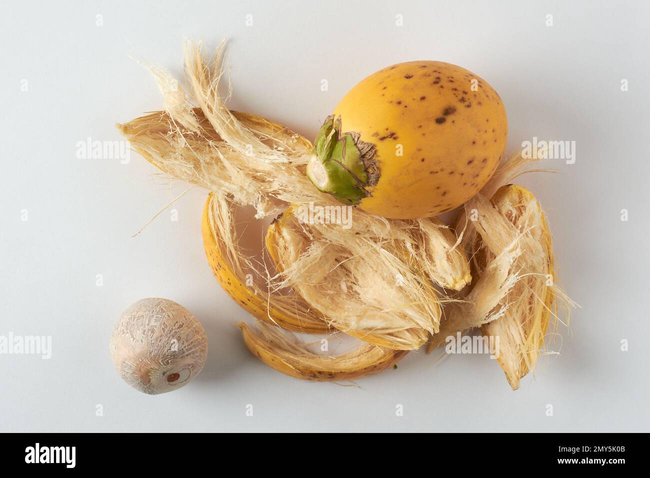 Areka-Nuss mit frischer und gelber Hülse, Früchte der Areka-Palme, Areka-Nusspalme oder Betelpalme, auf weiß isolierte tropische und kommerziell wichtige Früchte Stockfoto