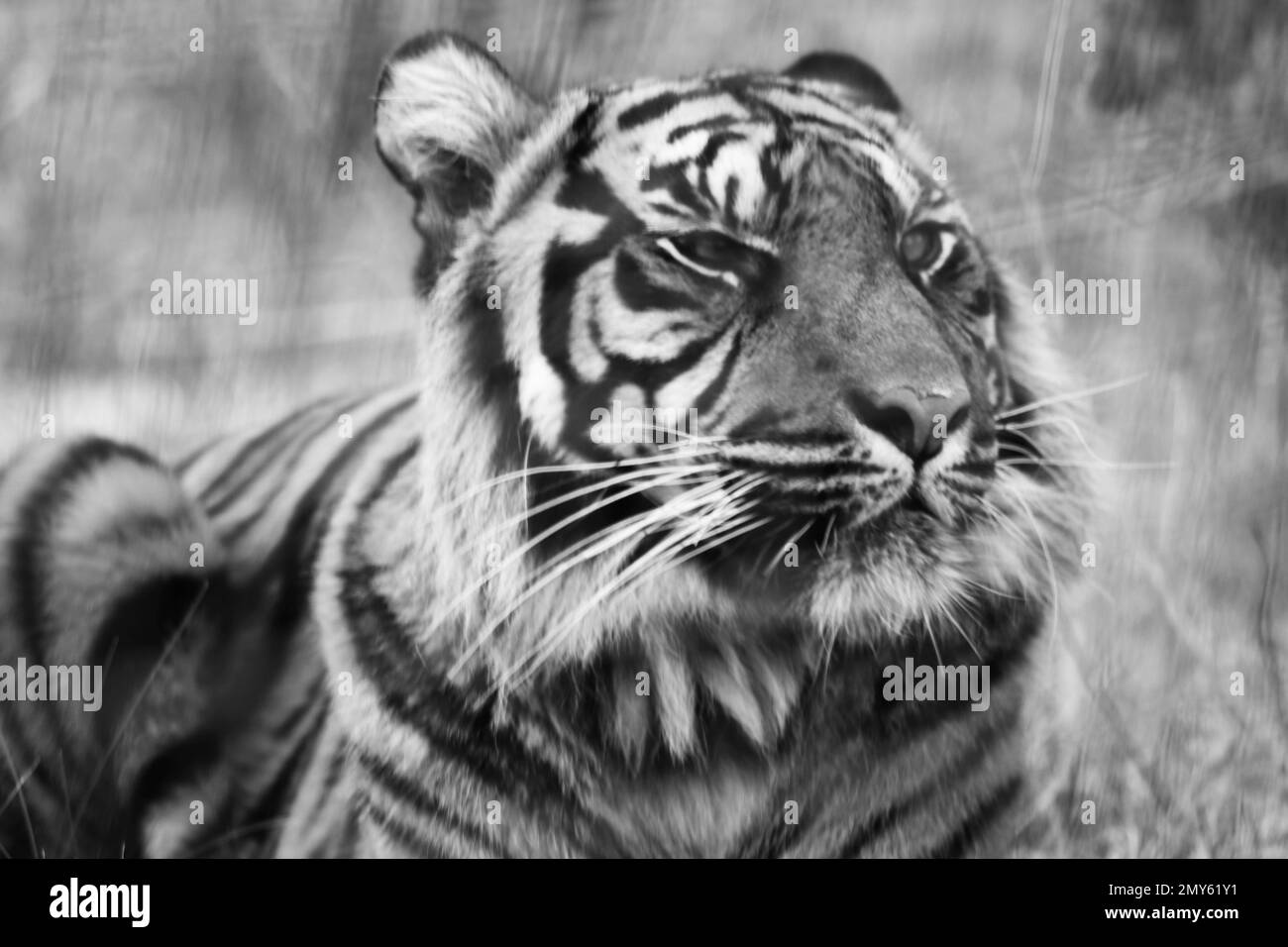 Sumatra Tiger in Gefangenschaft im Vereinigten Königreich Stockfoto