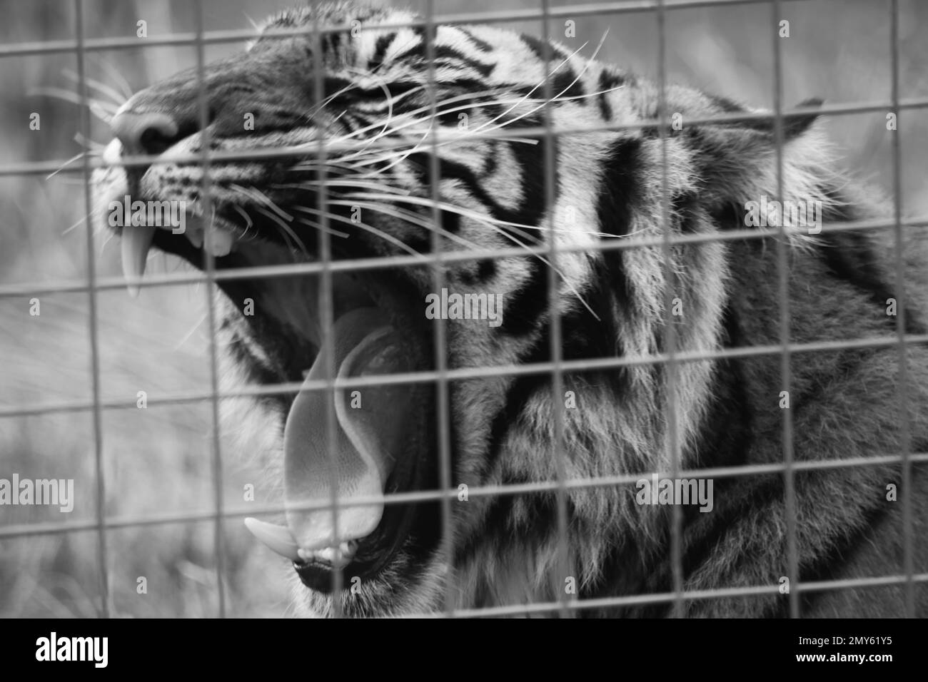Sumatra Tiger in Gefangenschaft im Vereinigten Königreich Stockfoto