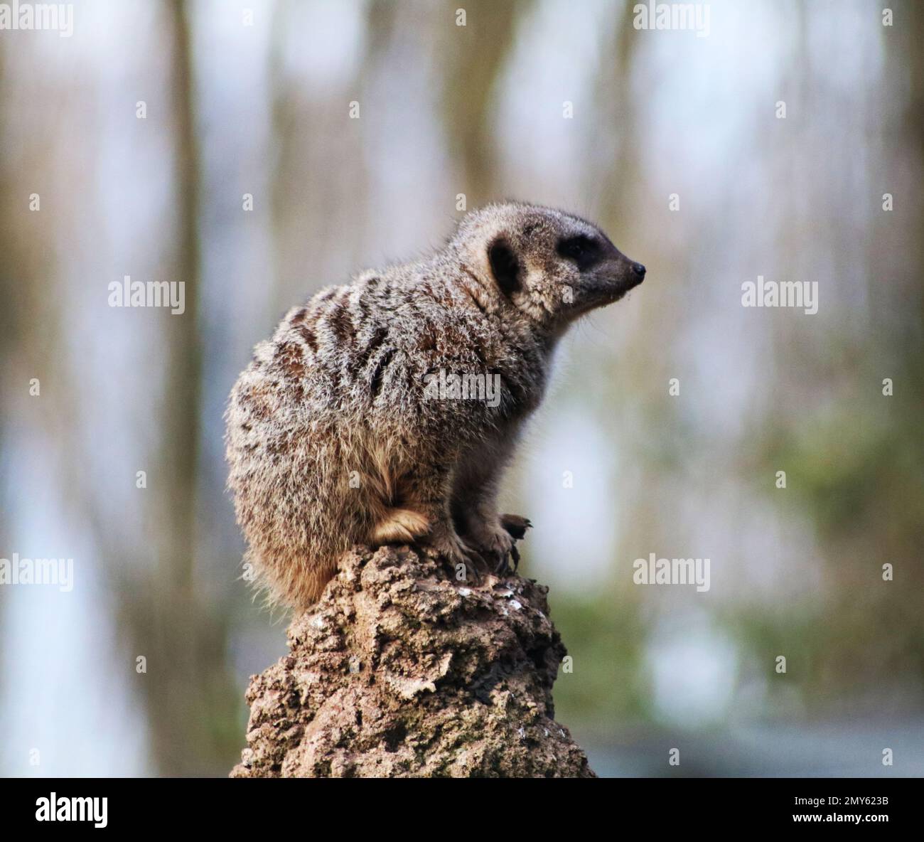 Erdmännchen in einem britischen Zoo Stockfoto