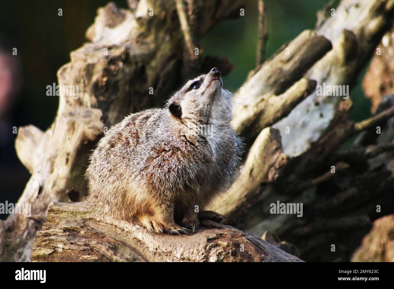 Erdmännchen in einem britischen Zoo Stockfoto