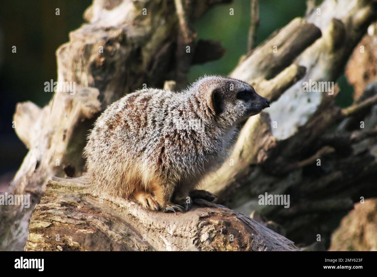 Erdmännchen in einem britischen Zoo Stockfoto