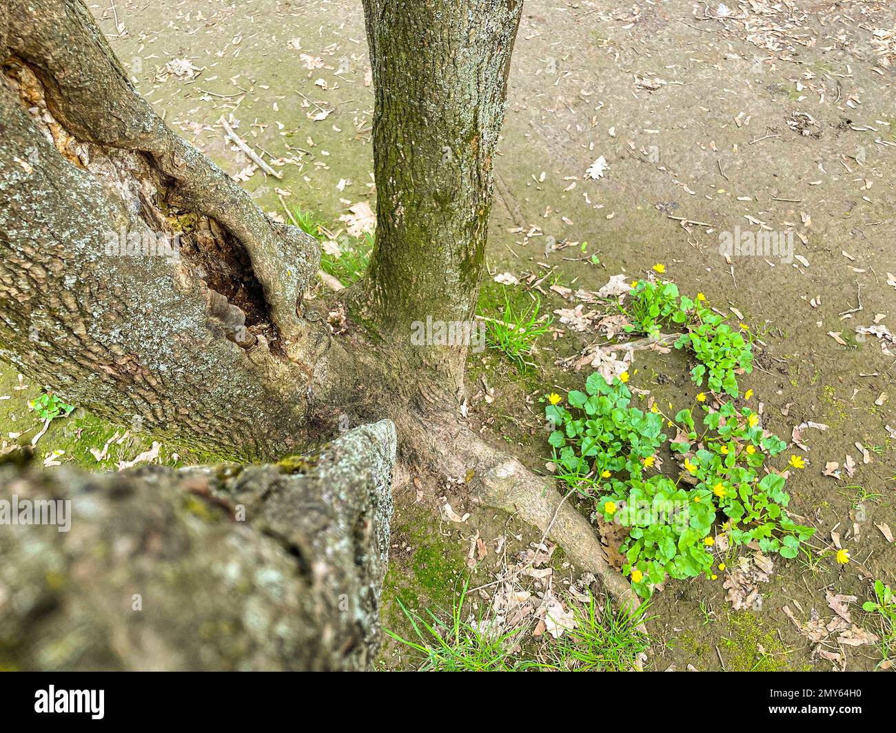 Ein ungewöhnlicher Baumstamm im Wald. Im Wald, ein geteilter Baum, mit Blumen am Fuß des Baumes Stockfoto