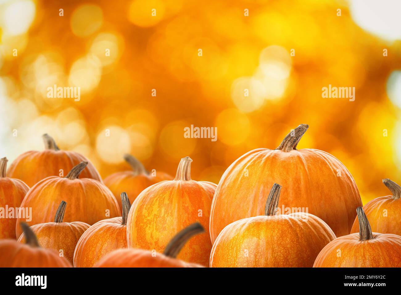 Frische Kürbisse gegen verschwommenen Hintergrund. Platz für Text Stockfoto