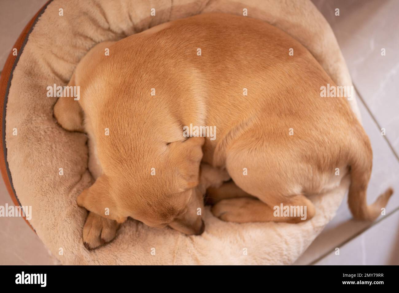 Brauner labrador-Hund schläft auf einer Tasche über der Draufsicht Stockfoto