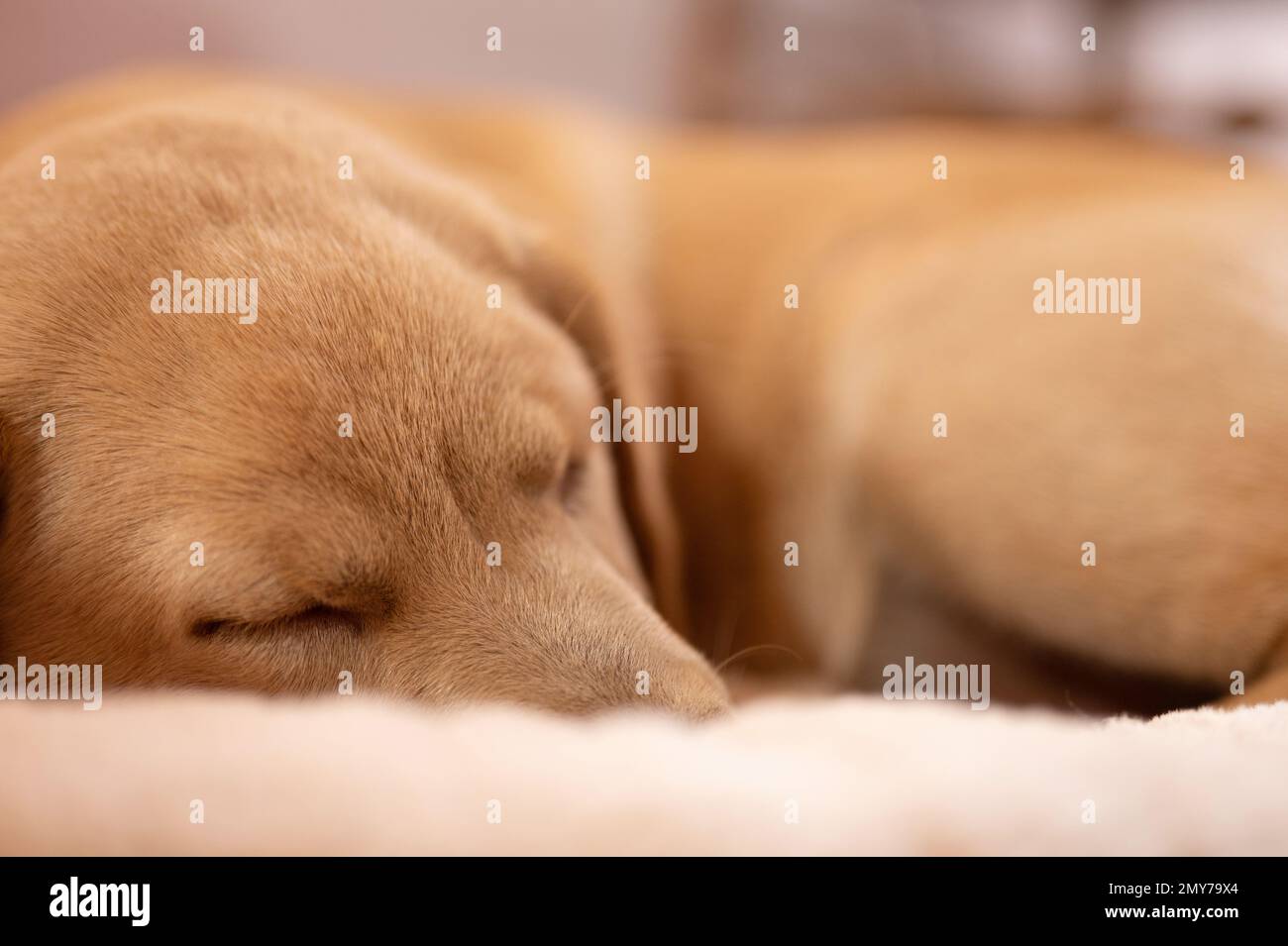 Ein schlafendes Hundeporträt auf weichem Boden Stockfoto
