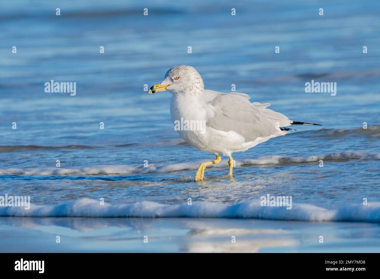 Ringmöwe waten durch das Meerwasser, während es auf den Strand gespült wird. Stockfoto