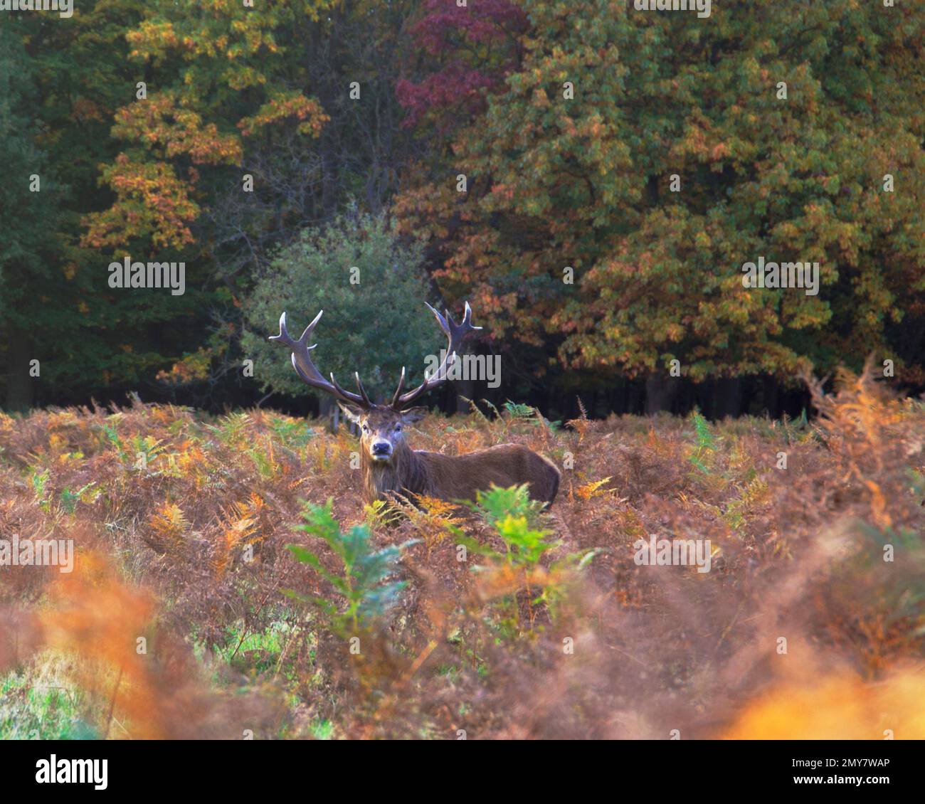 Hirsche im Richmond Park an einem knackigen Herbstabend. Stockfoto