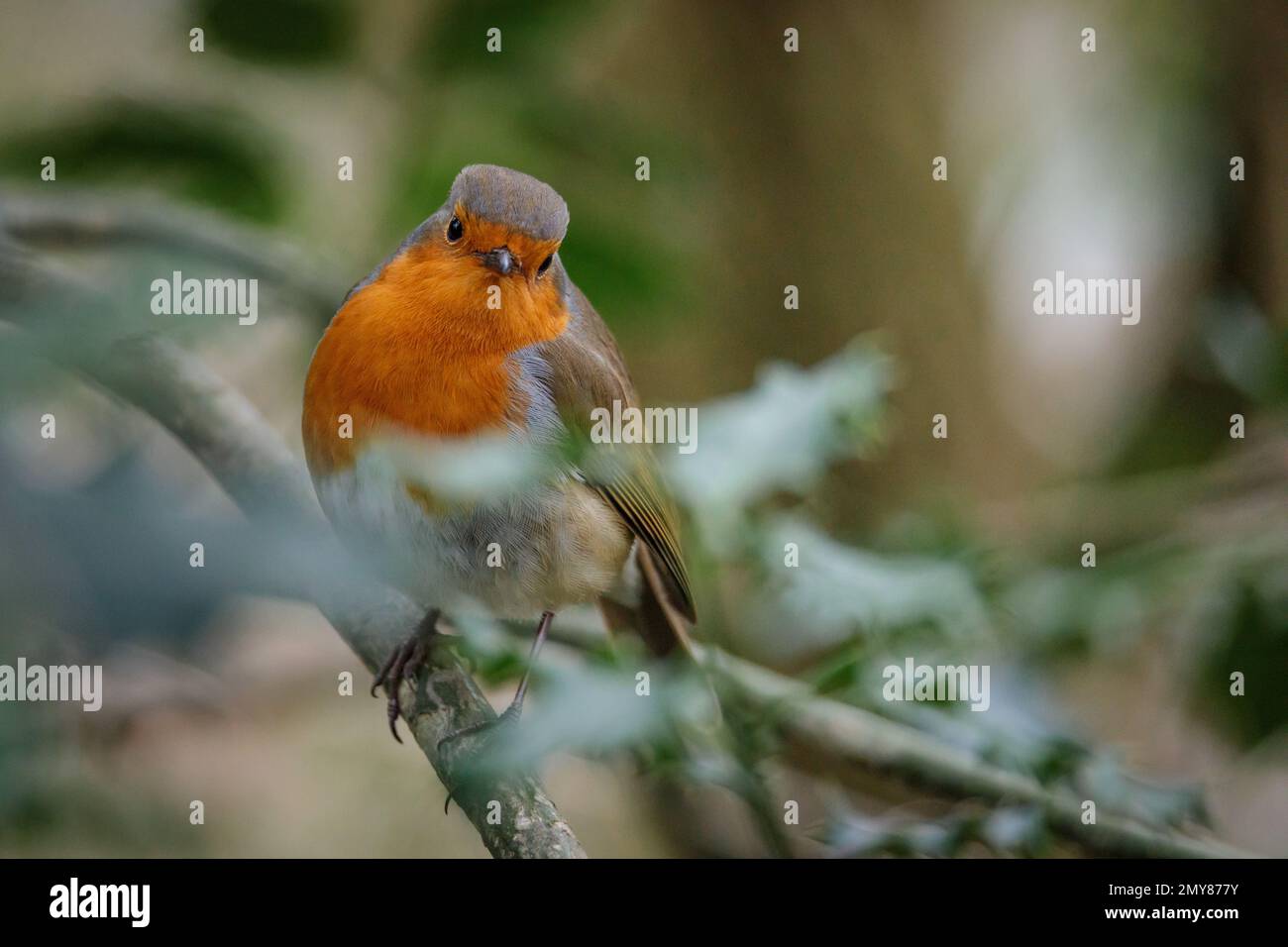 Europäischer Robin, Erithacus rubecula, in einem heiligen Busch. Britisches Foto von Amanda Rose/Alamy Stockfoto