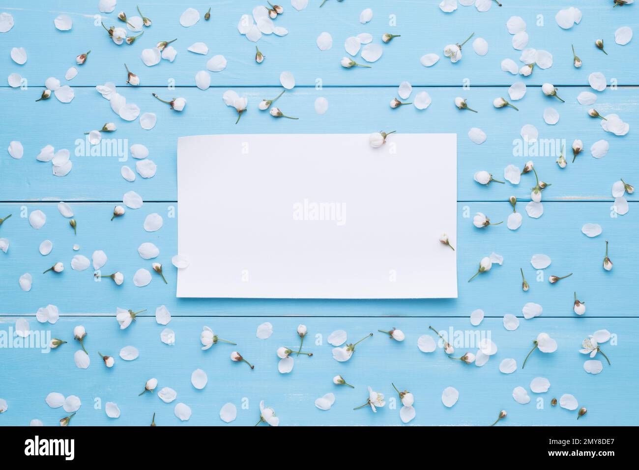 Leeres Blatt für Meldung. Weiße Blumen auf blauem Holzhintergrund. Vorlage für Konstruktion. Flaches Layout, Draufsicht Stockfoto