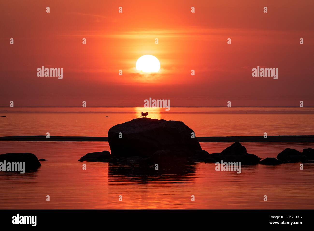 Ein Vogelpaar, das sich bei Sonnenuntergang ein Herz bildet. Freundschaft und Liebe. Stockfoto