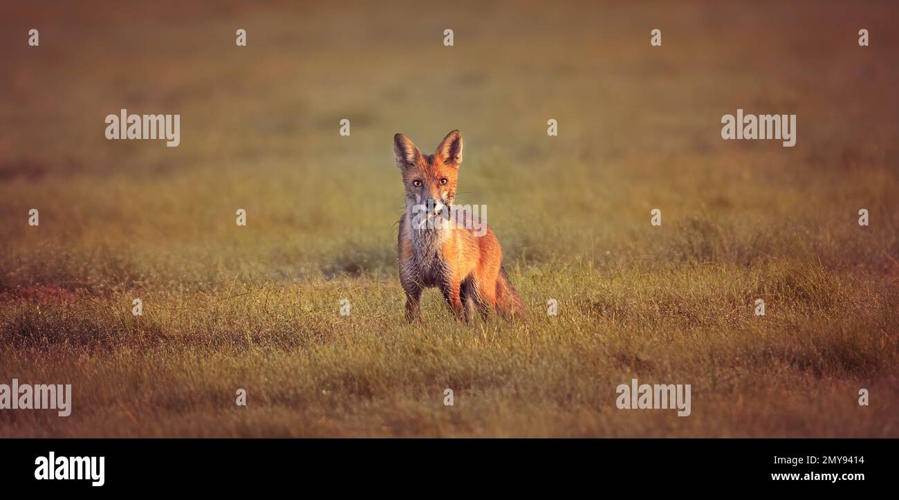 Rotfuchs Vulpes fing er eine Maus auf der Wiese und schaute sich mit dem Fang um, das beste Foto Stockfoto