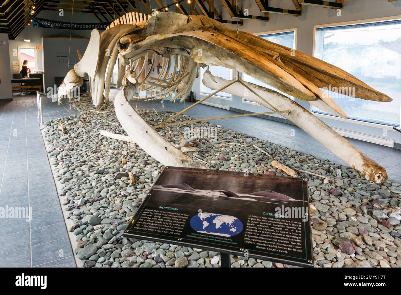 Buckelwal-Skelett im King's Point Buckelwal Pavilion, Neufundland, Kanada. Stockfoto