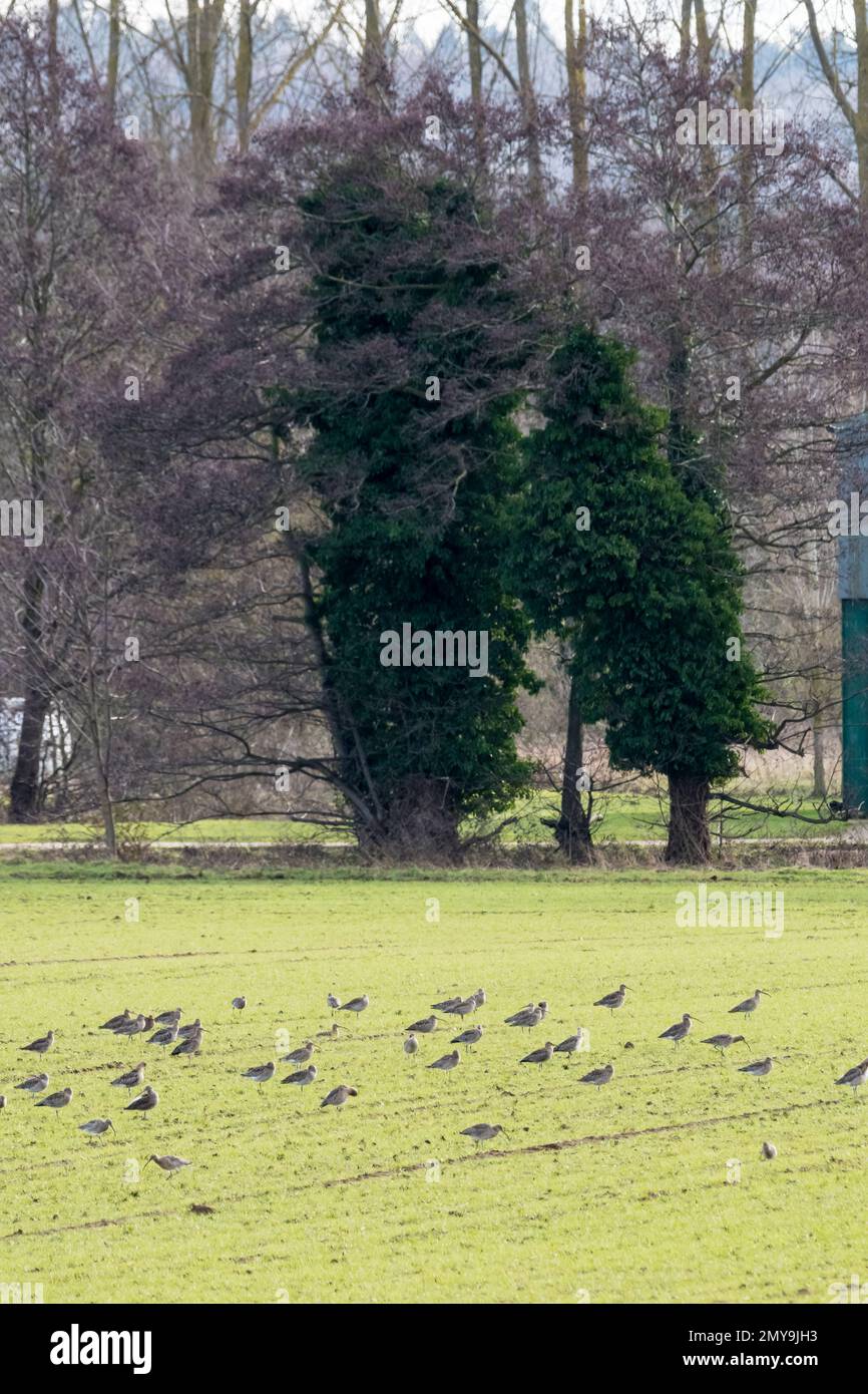 Herde wilder Curlew, Numenius arquata, ernähren sich von Farmen der Norfolk. Stockfoto