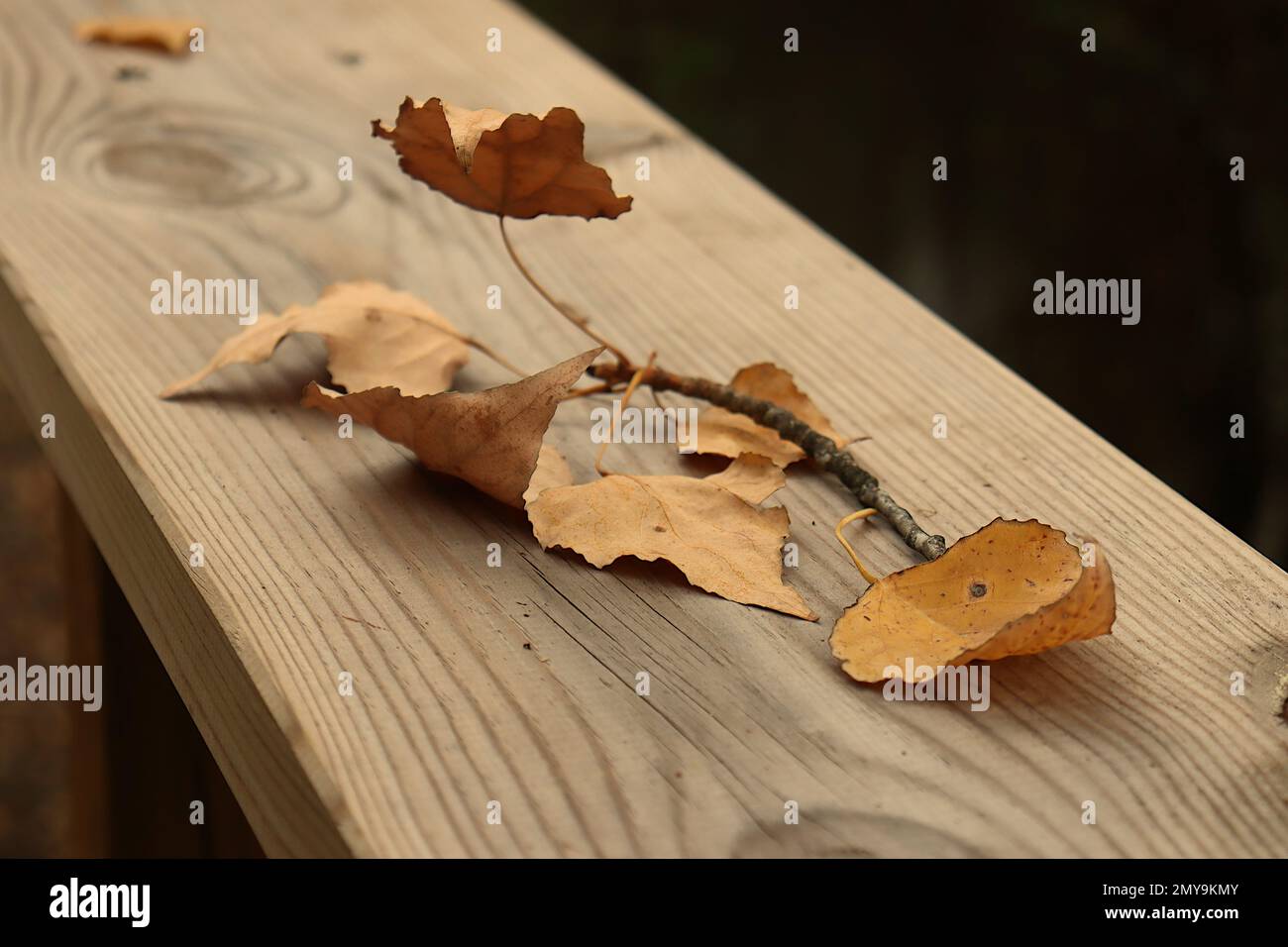 Ein Zweig getrockneter Blätter, der auf einem Holzsteg ruht Stockfoto