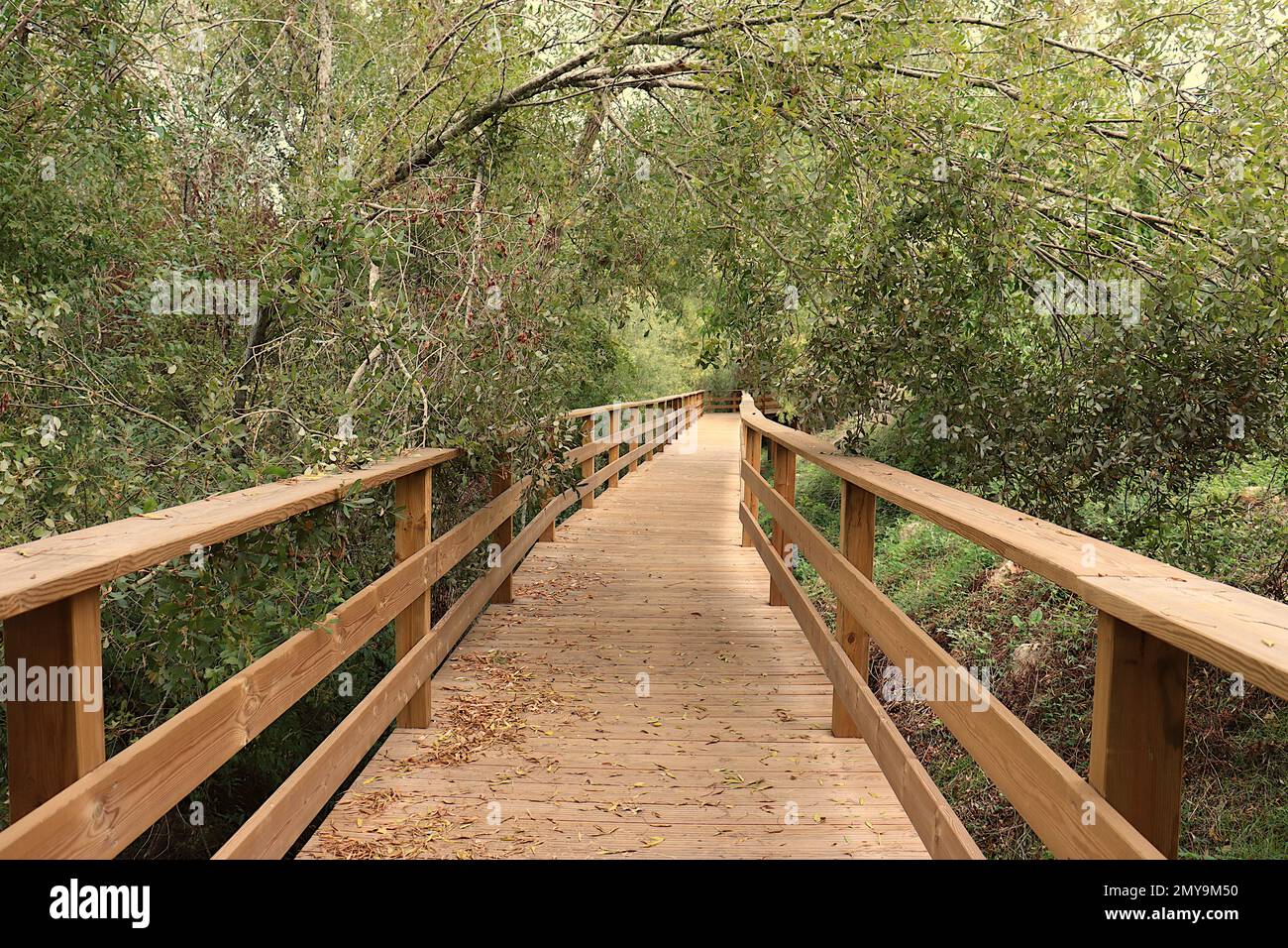 Agroal Holzweg in Portugal. Pfad umgeben von Bäumen und Büschen, neben dem Fluss Nabão. Stockfoto