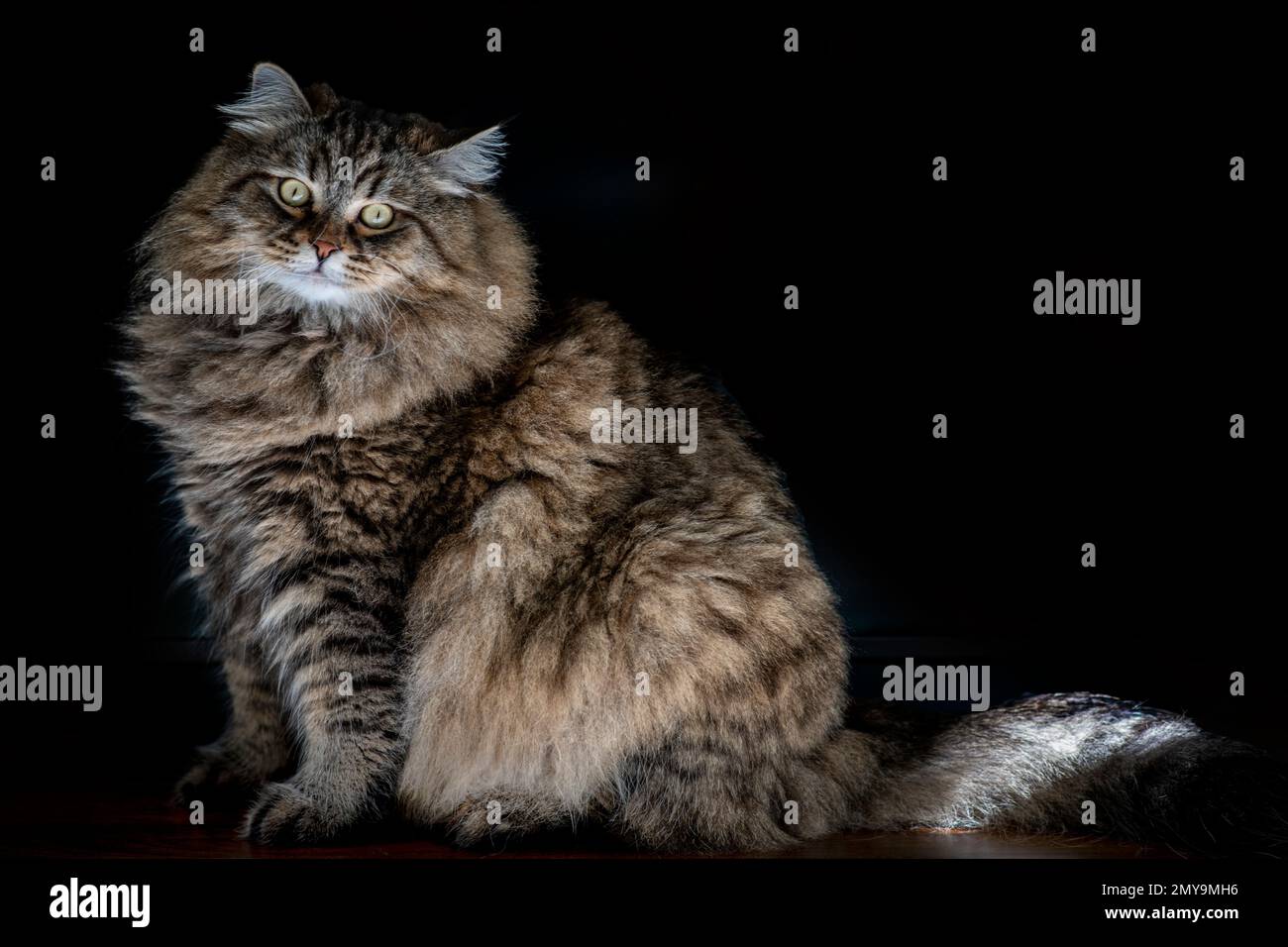 Eine riesige Sibirische Waldkatze sonnt sich im Sonnenschein Stockfoto
