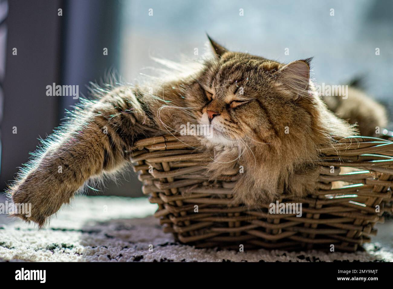 Entspannen Sie sich – eine riesige Sibirienkatze sonnt sich im Sonnenschein Stockfoto